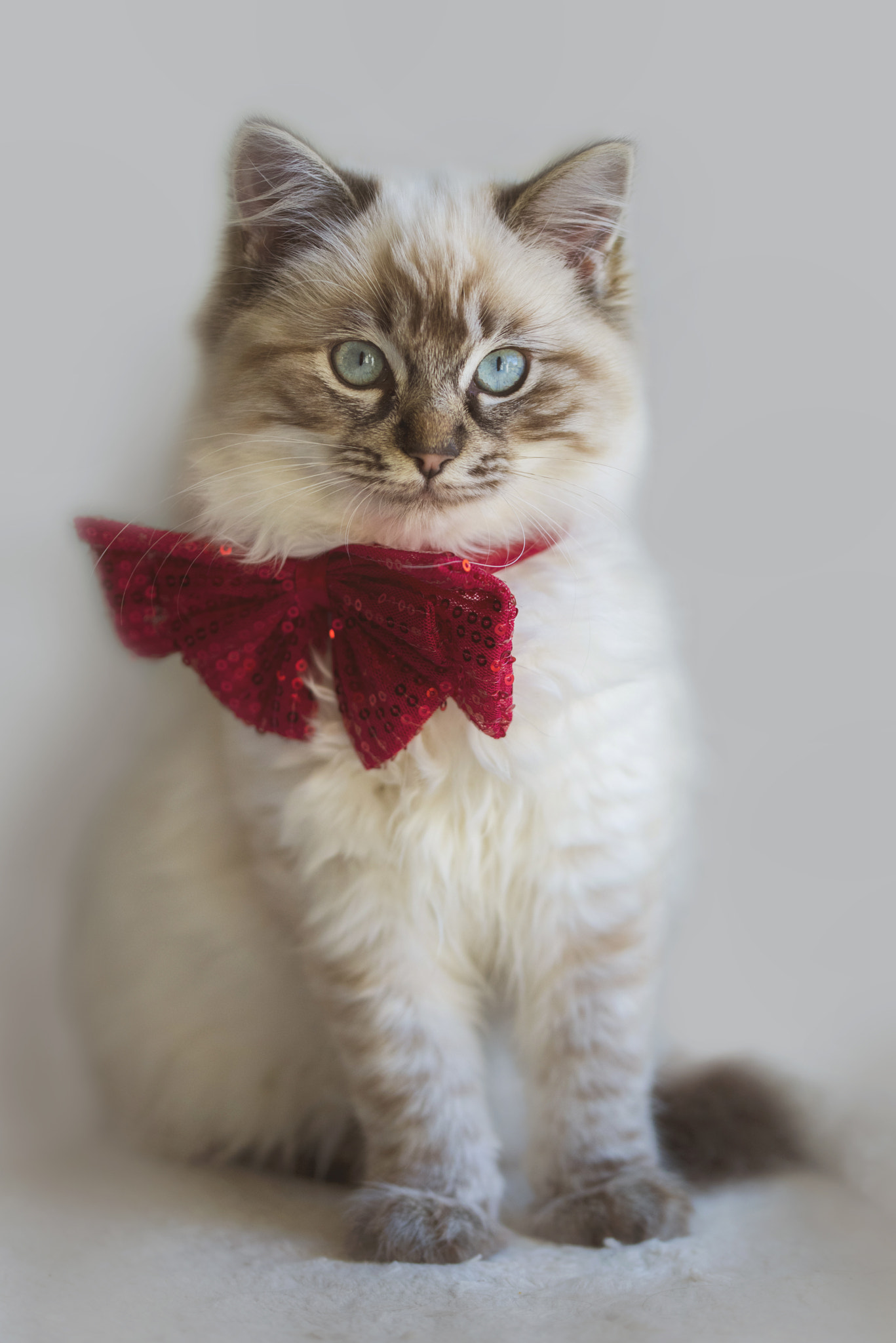 Sigma 105mm F2.8 EX DG OS HSM sample photo. Meowy christmas photography