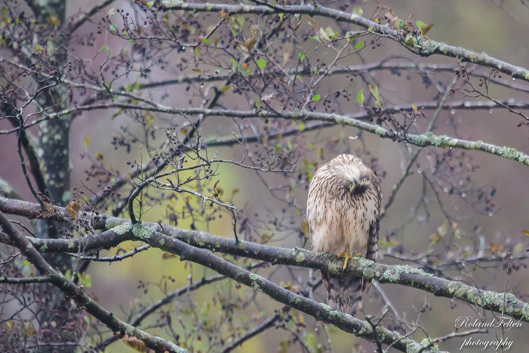 Nikon D500 + Nikon AF-S Nikkor 600mm F4G ED VR sample photo. What's that? photography