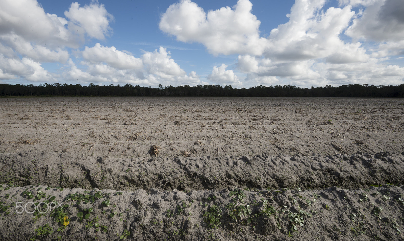 Nikon Df sample photo. Potato field photography