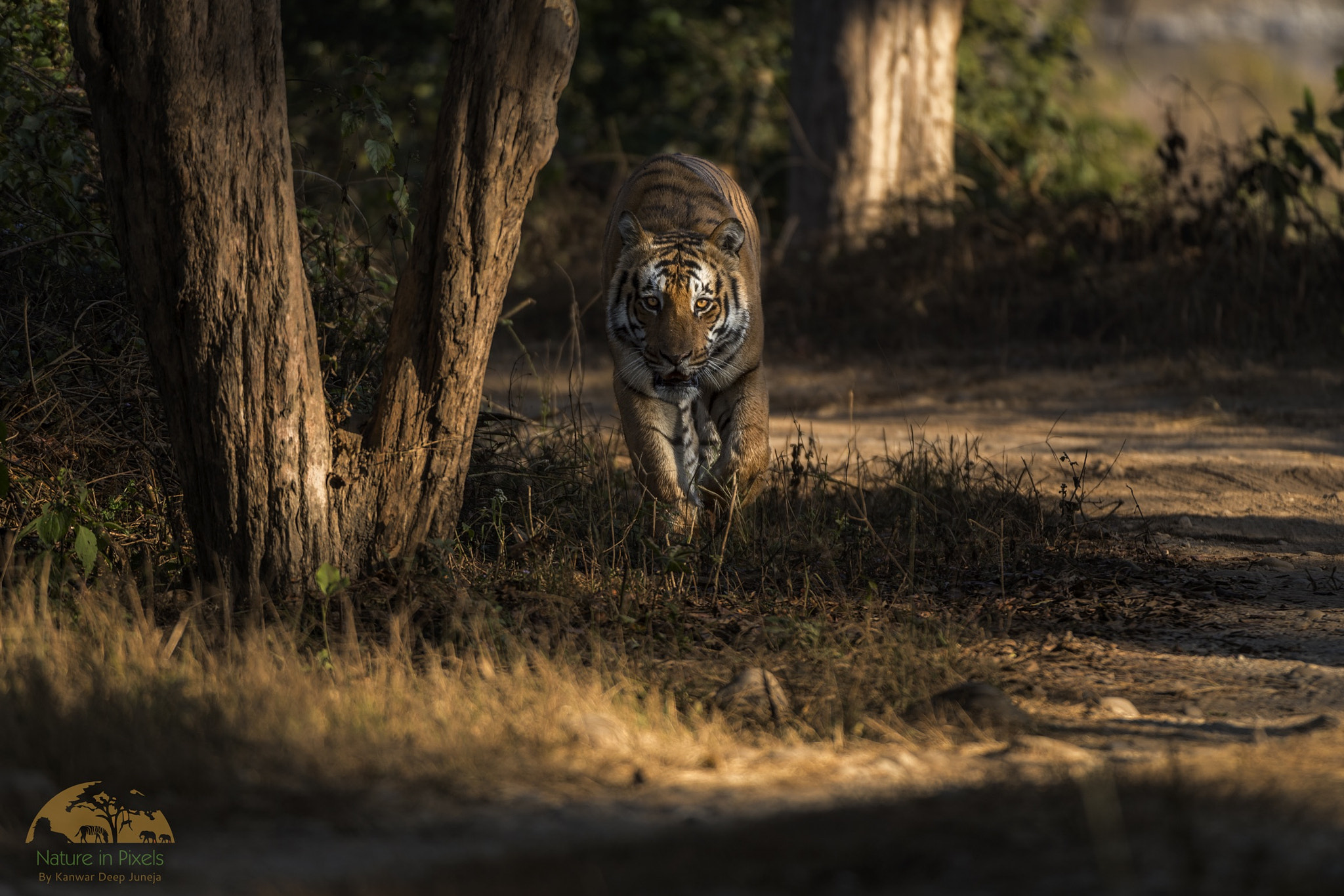 Nikon D5 sample photo. Male tiger from corbett!!! photography