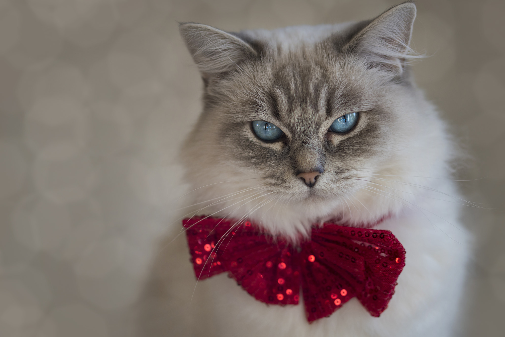 Sigma 105mm F2.8 EX DG OS HSM sample photo. Christmas kitty photography