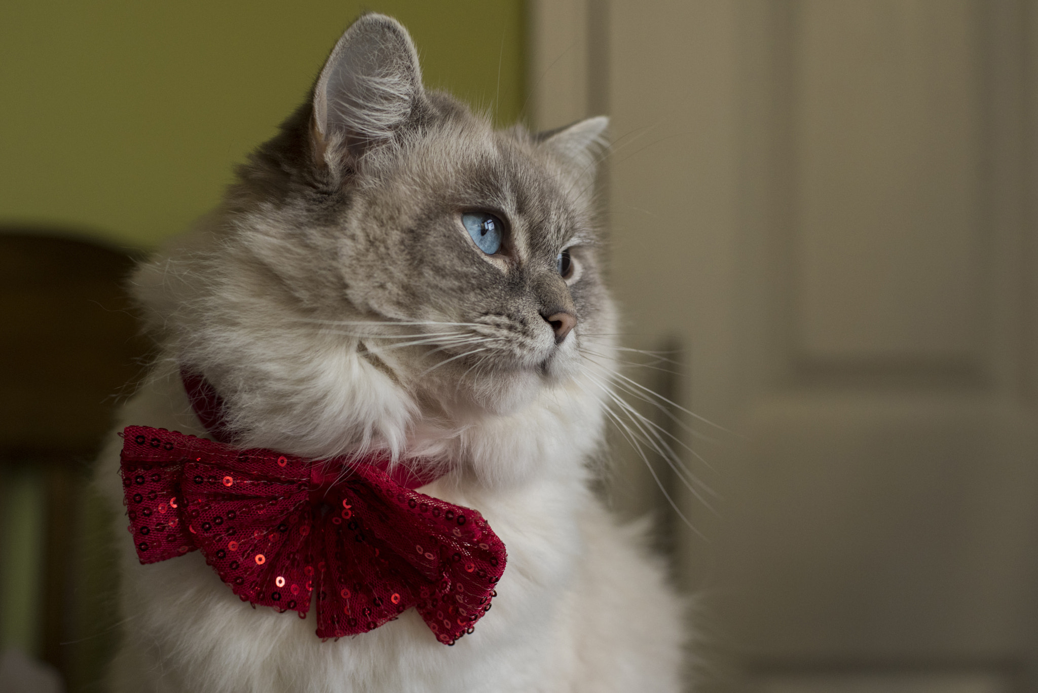 Nikon D810 + Nikon AF Nikkor 50mm F1.4D sample photo. Glitter and bows photography