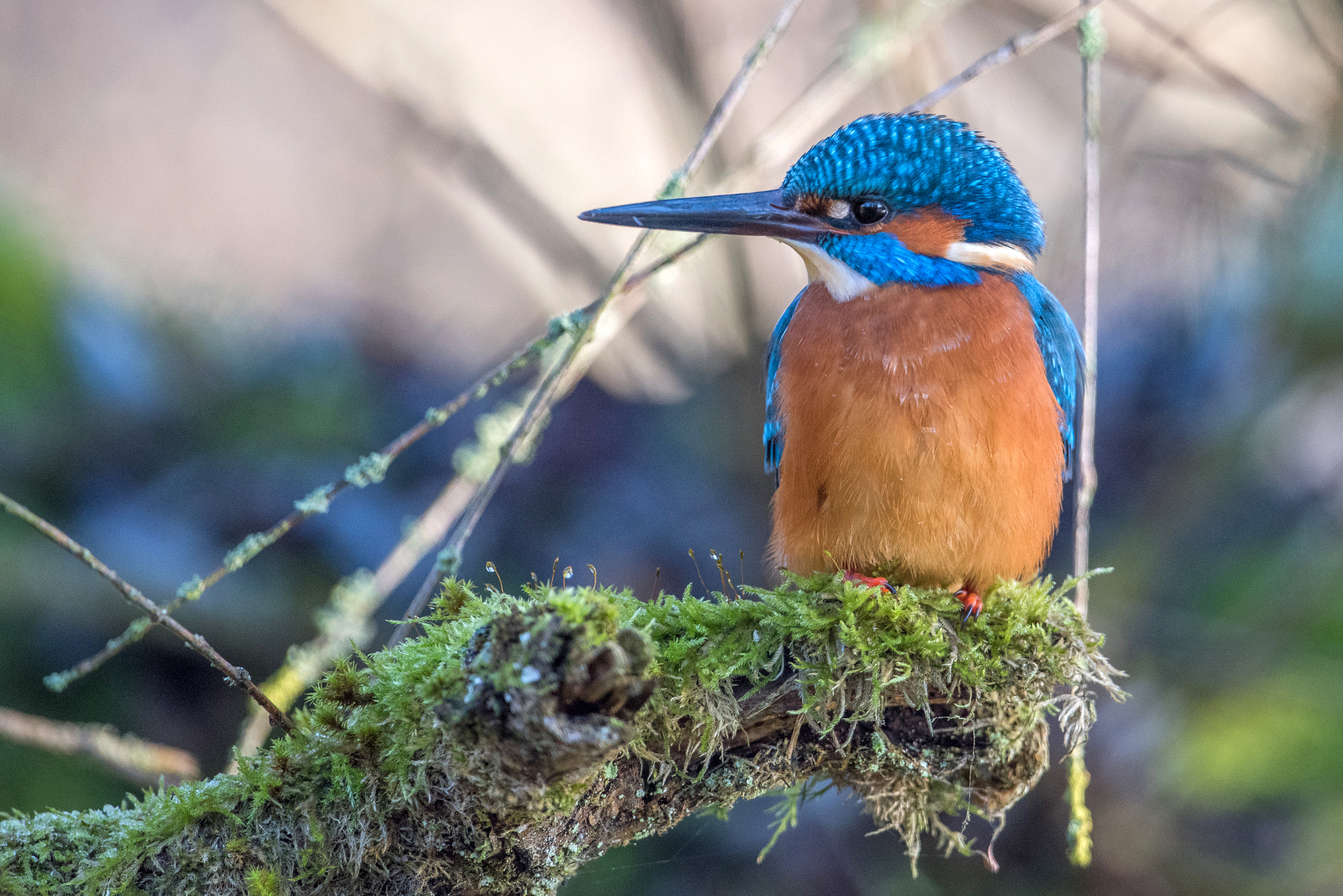Nikon D810 + Nikon AF-S Nikkor 600mm F4G ED VR sample photo. Martin pecheur photography