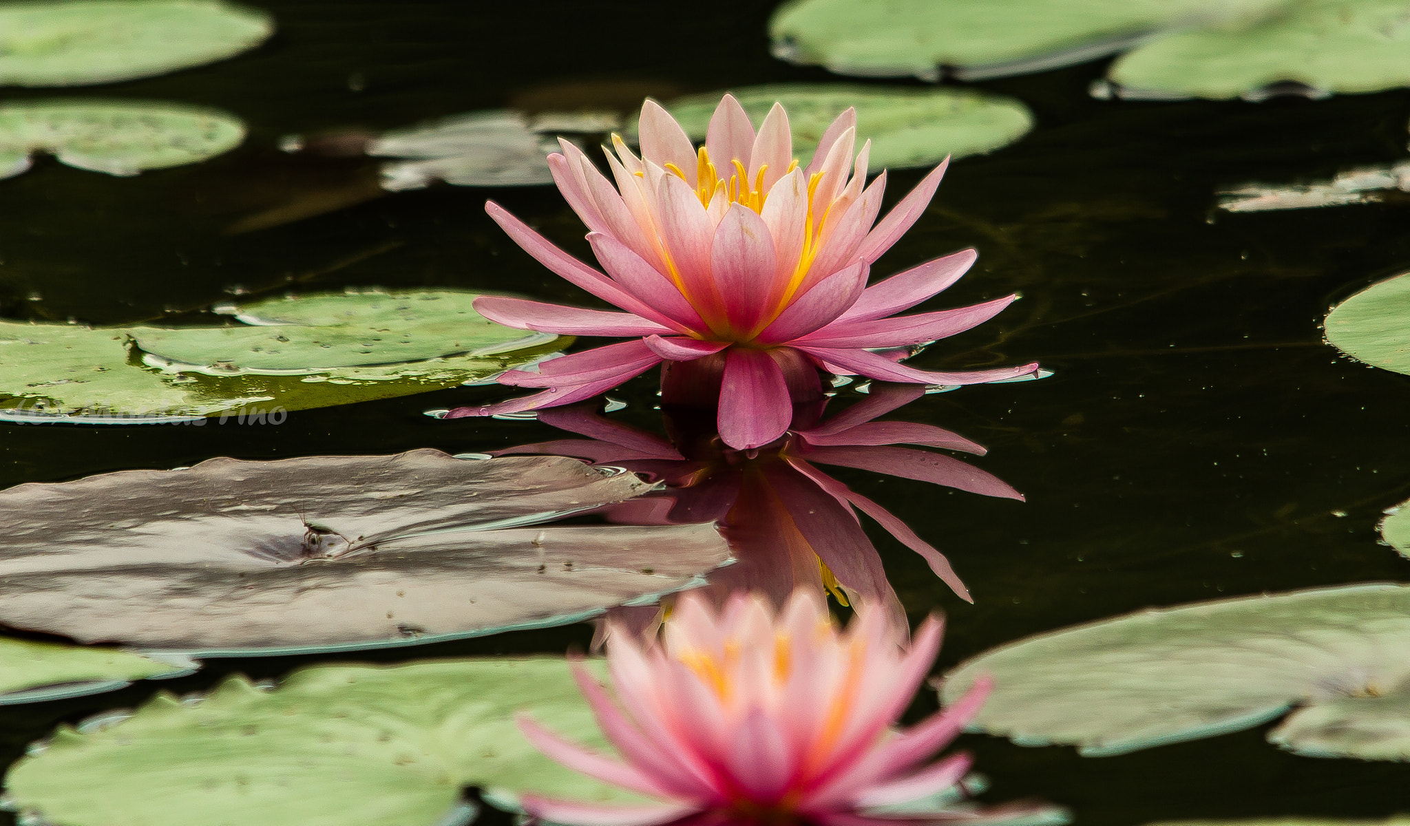 Sigma 150-500mm F5-6.3 DG OS HSM sample photo. Pink lotus photography