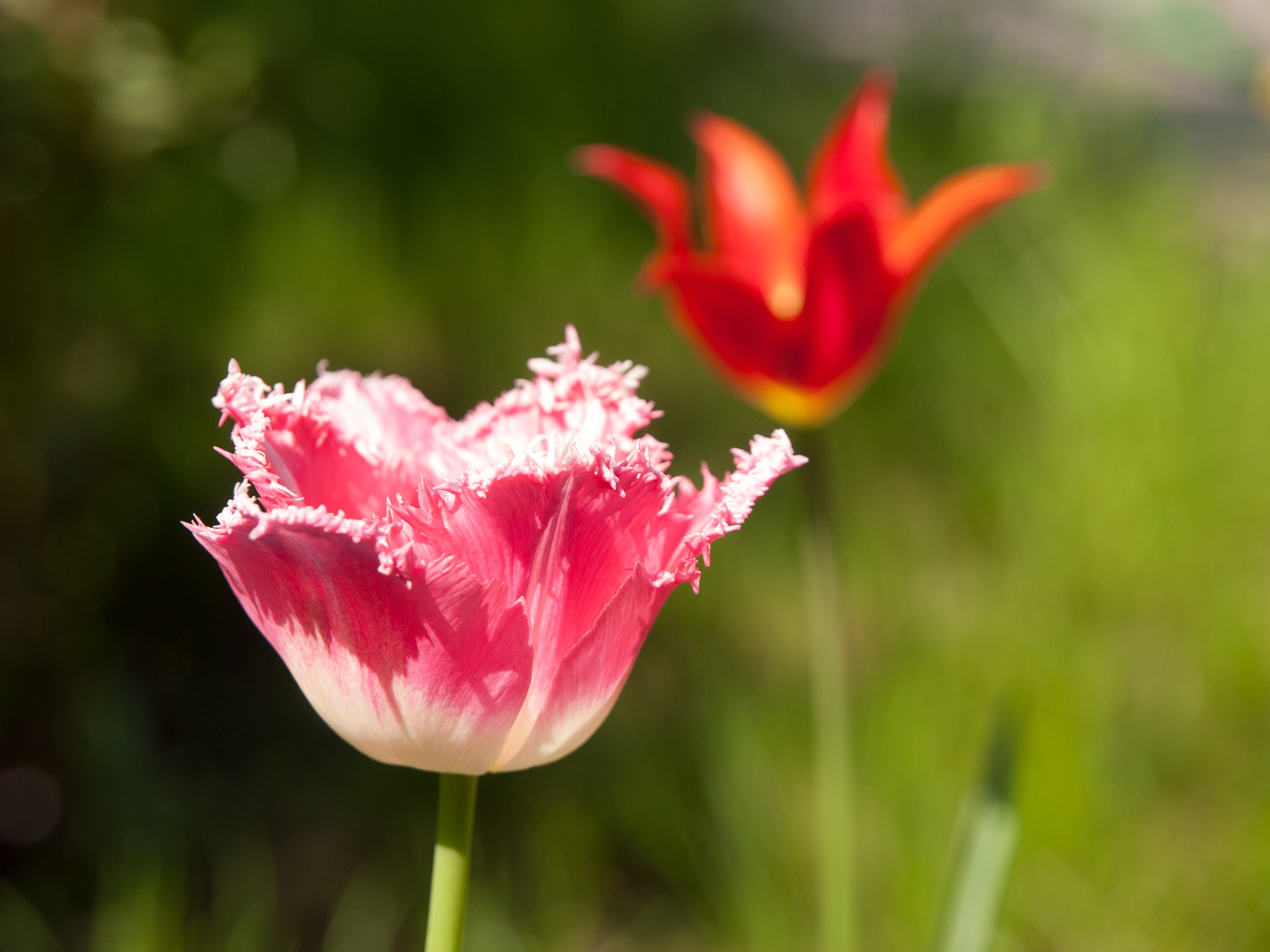 Olympus Zuiko Digital ED 12-60mm F2.8-4.0 SWD sample photo. Красный розовый photography