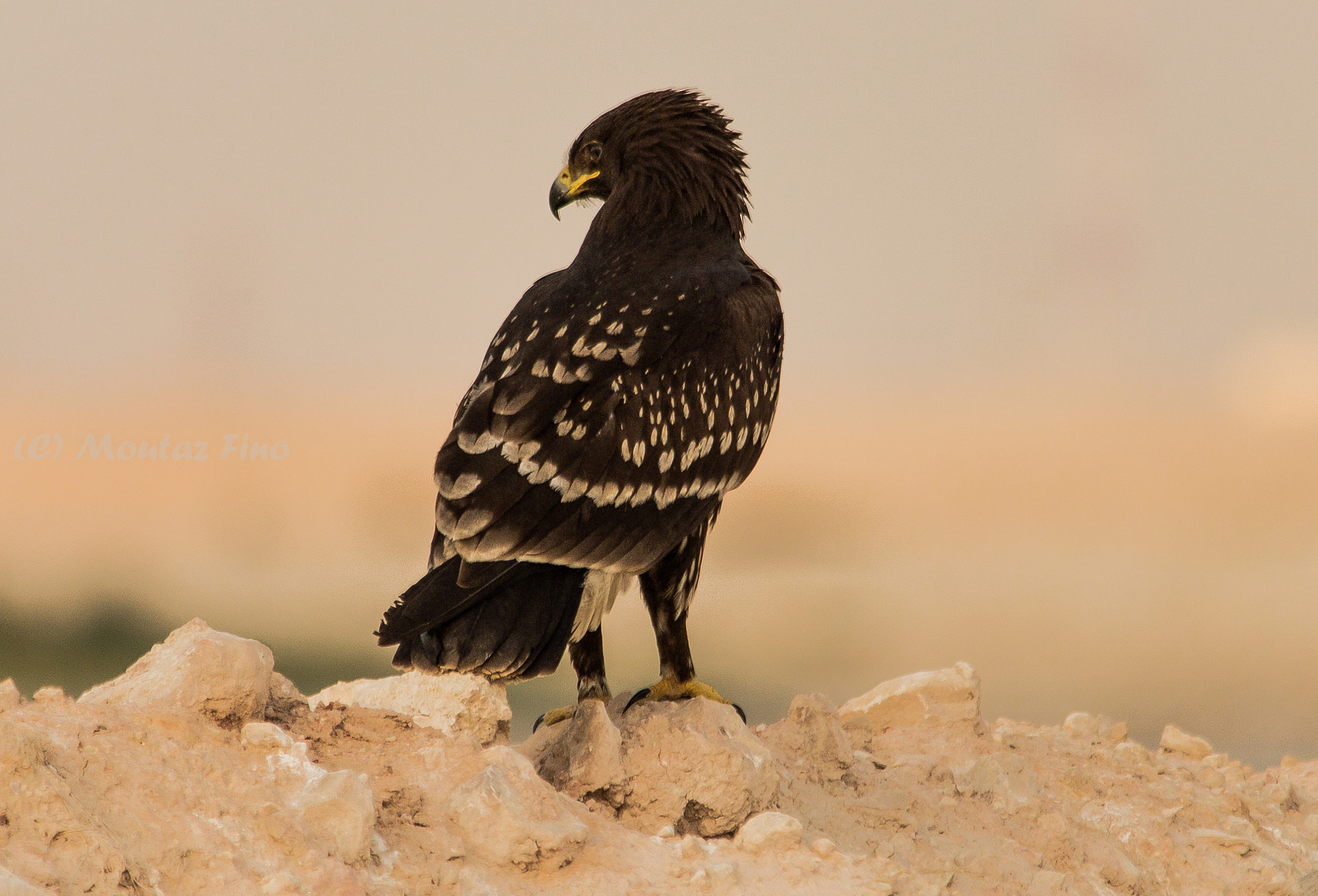 Sigma 150-500mm F5-6.3 DG OS HSM sample photo. Eagle eye photography