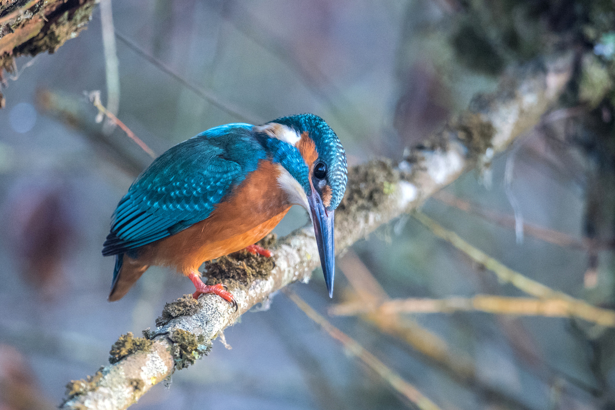 Nikon D810 + Nikon AF-S Nikkor 600mm F4G ED VR sample photo. Martin pecheur photography