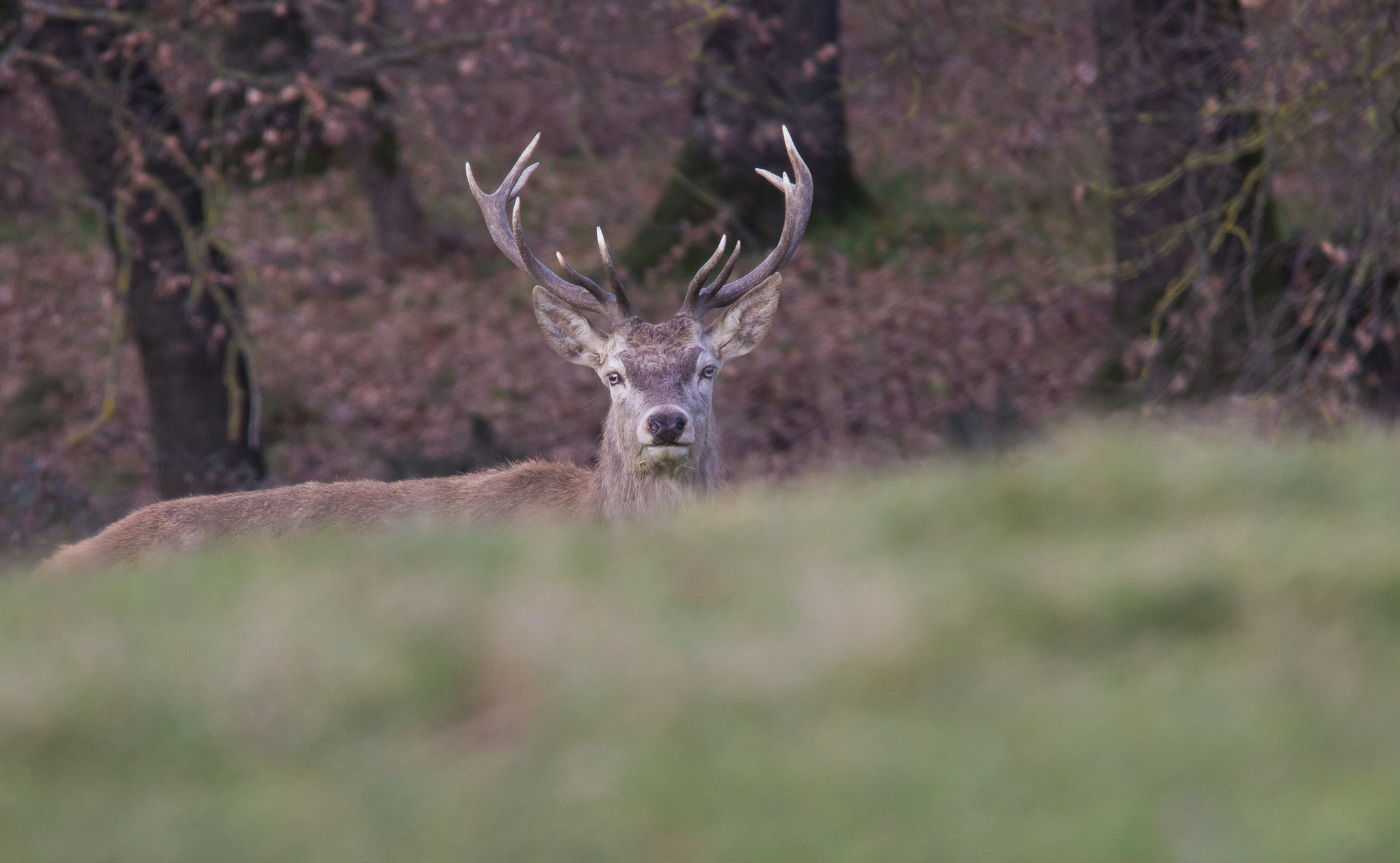 Sigma 150-500mm F5-6.3 DG OS HSM sample photo. Cervo maschio photography
