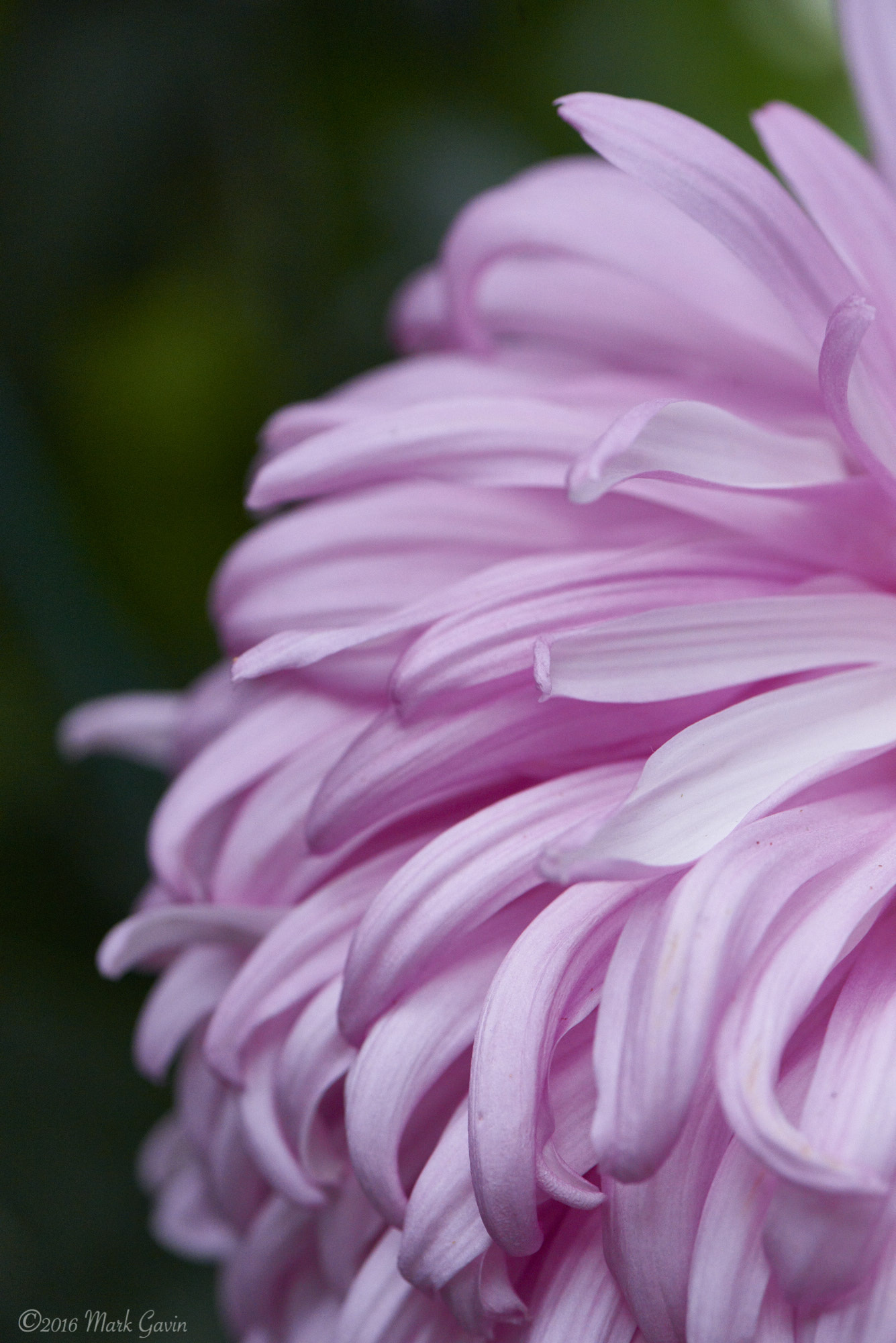 Nikon D800E sample photo. Pink purple chrysanthemum photography