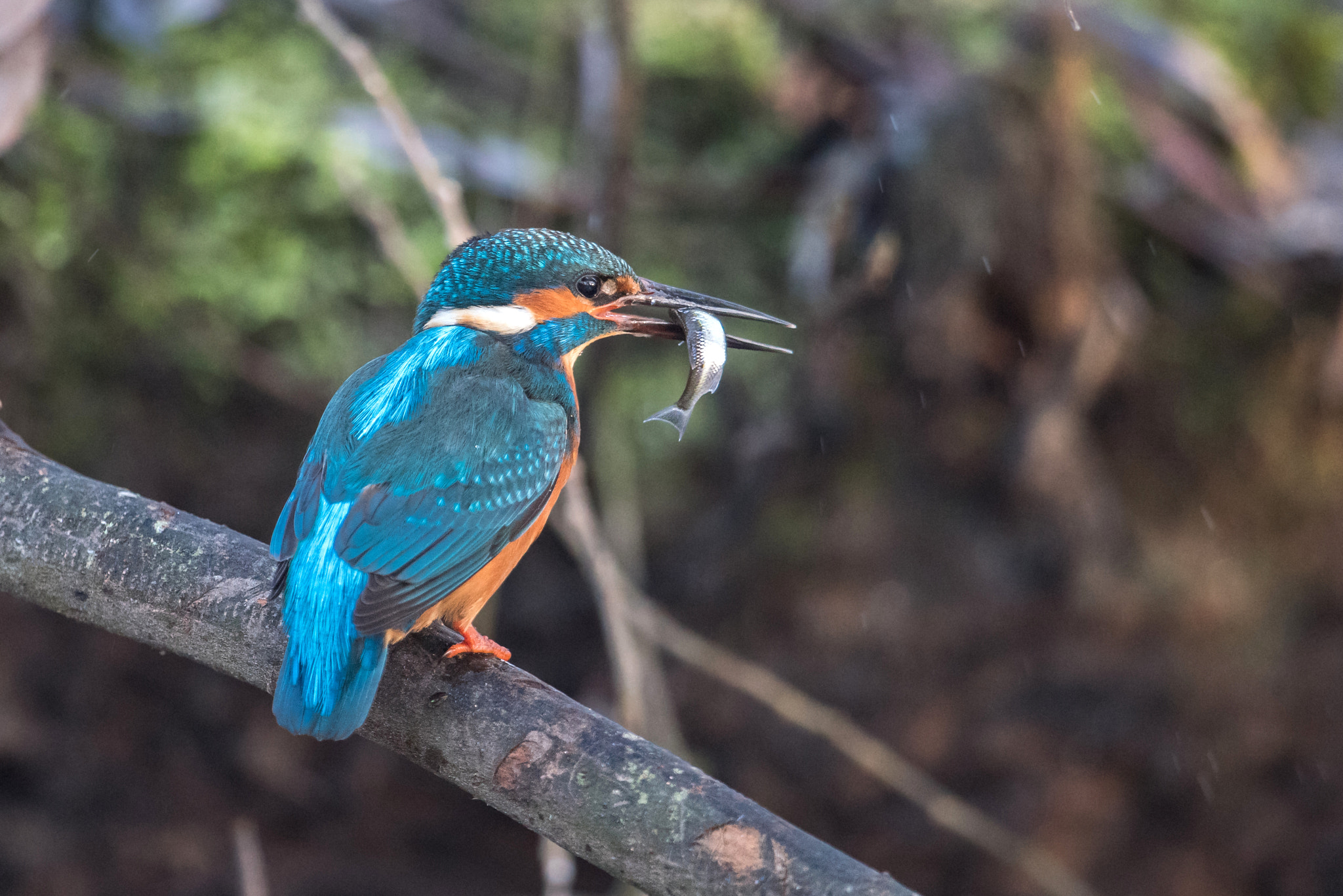 Nikon D810 + Nikon AF-S Nikkor 600mm F4G ED VR sample photo. Martin pecheur photography