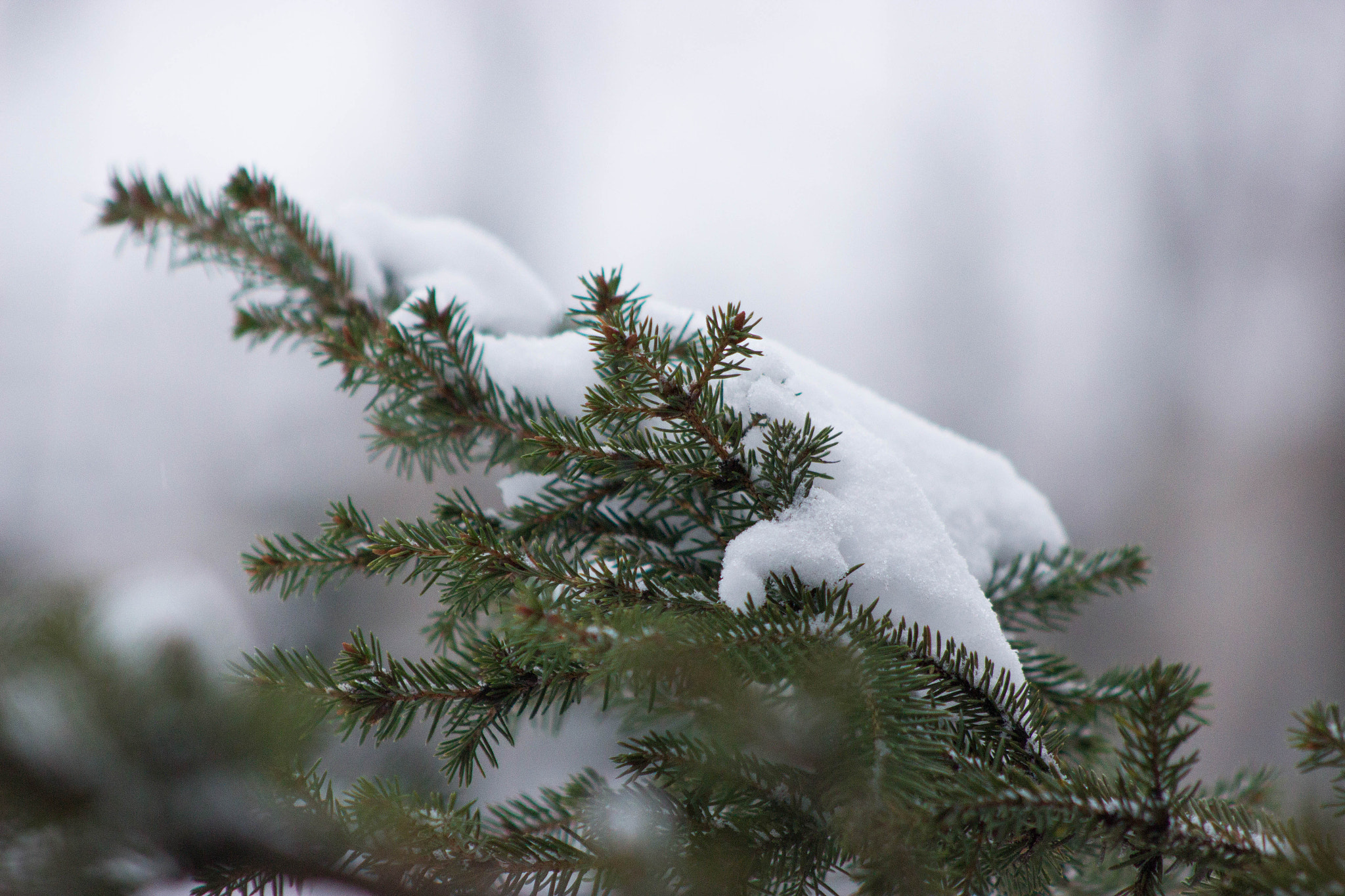 Canon EF 75-300mm f/4-5.6 USM sample photo. Img photography