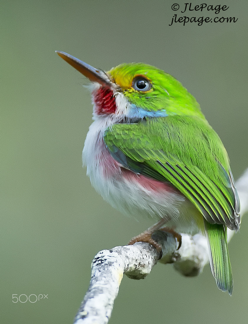 Canon EF 500mm F4L IS USM sample photo. Todierdecubanov photography