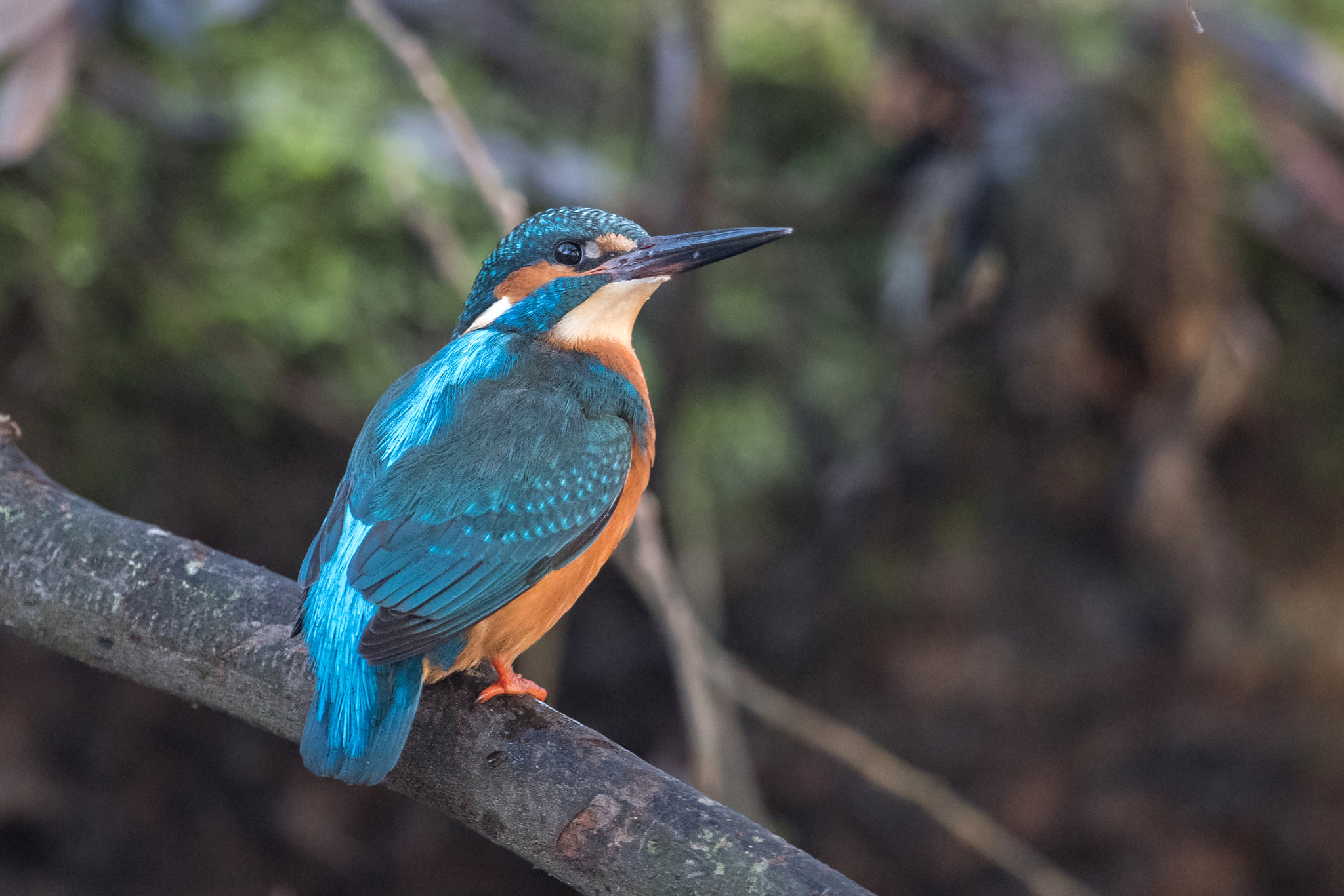 Nikon D810 + Nikon AF-S Nikkor 600mm F4G ED VR sample photo. Martin pecheur photography