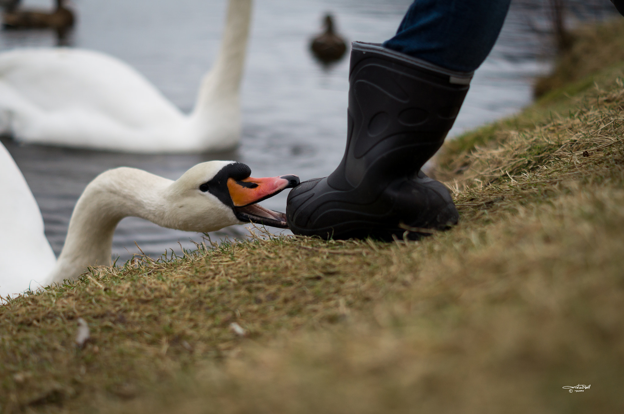 Sony SLT-A57 sample photo. Hungry goose photography