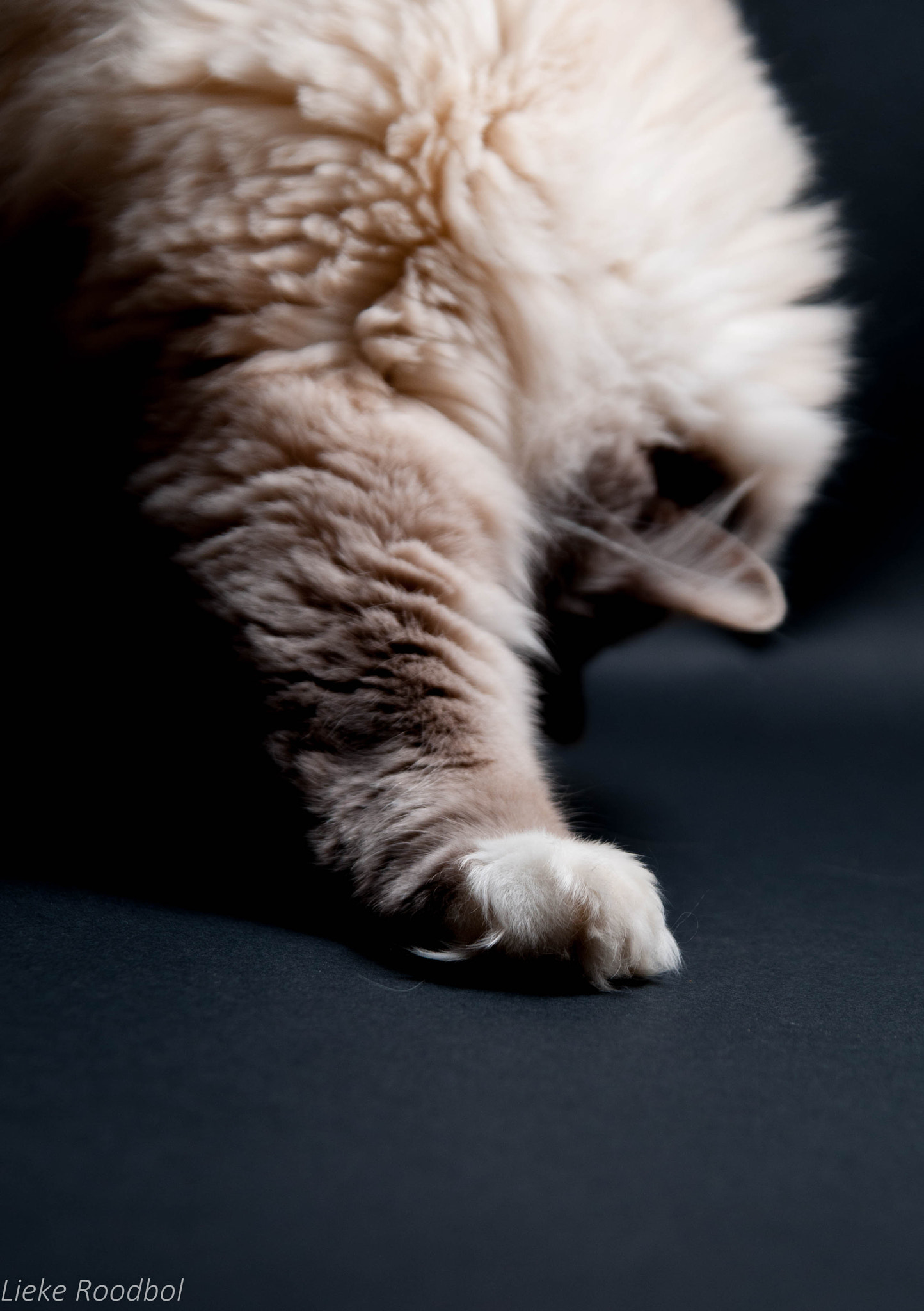 Sigma 17-70mm F2.8-4.5 DC Macro Asp. IF sample photo. Paw photography