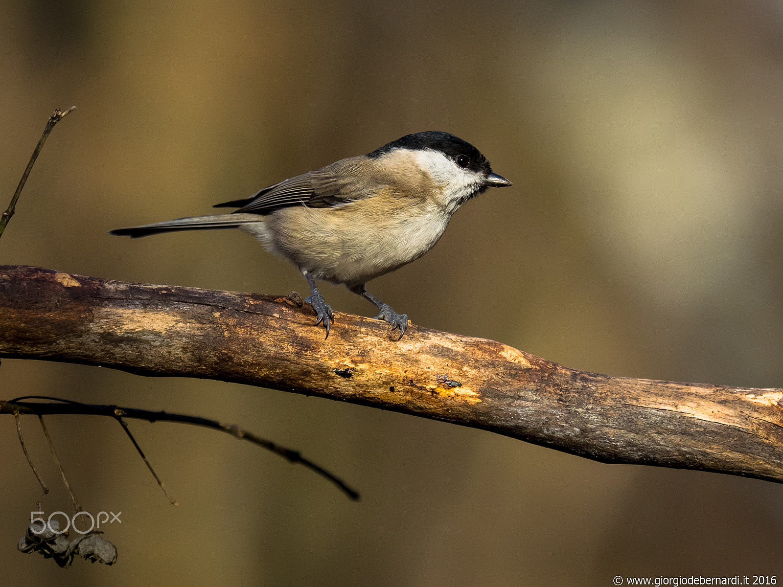 Olympus OM-D E-M1 + Olympus M.Zuiko Digital ED 40-150mm F2.8 Pro sample photo. Coal tit photography