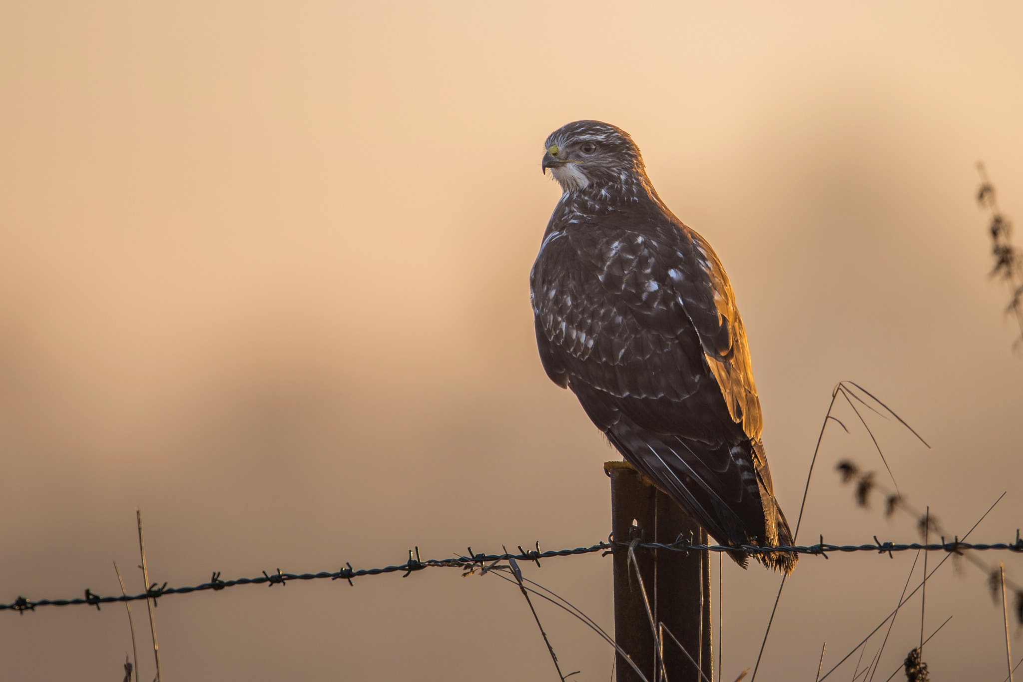 Nikon D810 + Nikon AF-S Nikkor 600mm F4G ED VR sample photo. Buse photography