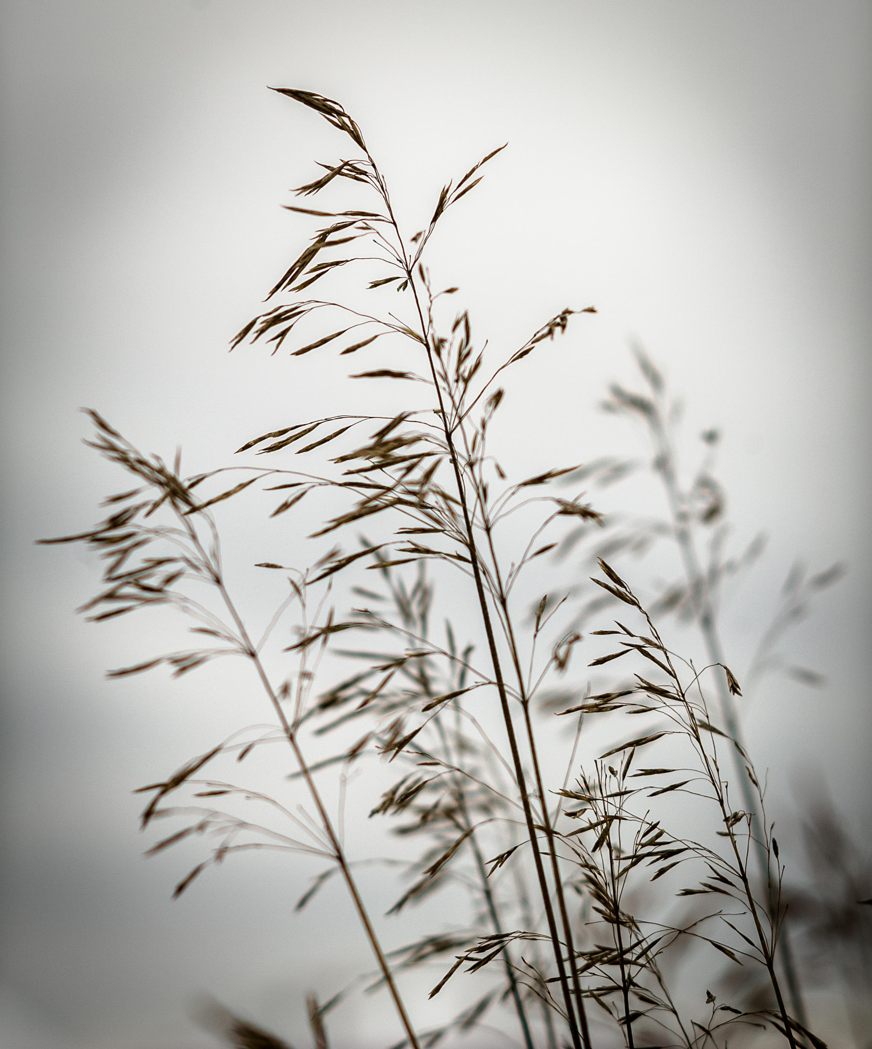 Nikon D3S sample photo. Shadows in winter grass photography