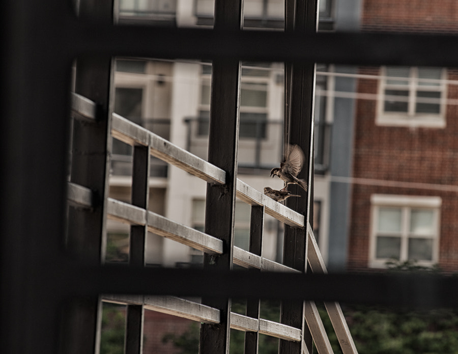 Nikon AF-Nikkor 80-200mm F2.8D ED sample photo. Birds on railing photography