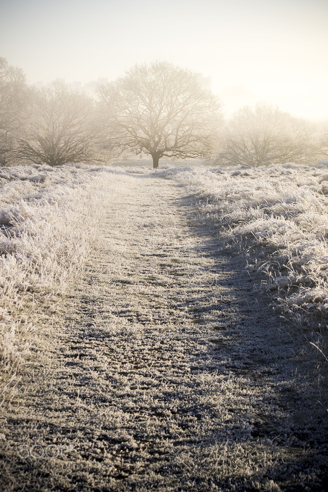 Canon EF-S 55-250mm F4-5.6 IS sample photo. A path to winter wonderland photography