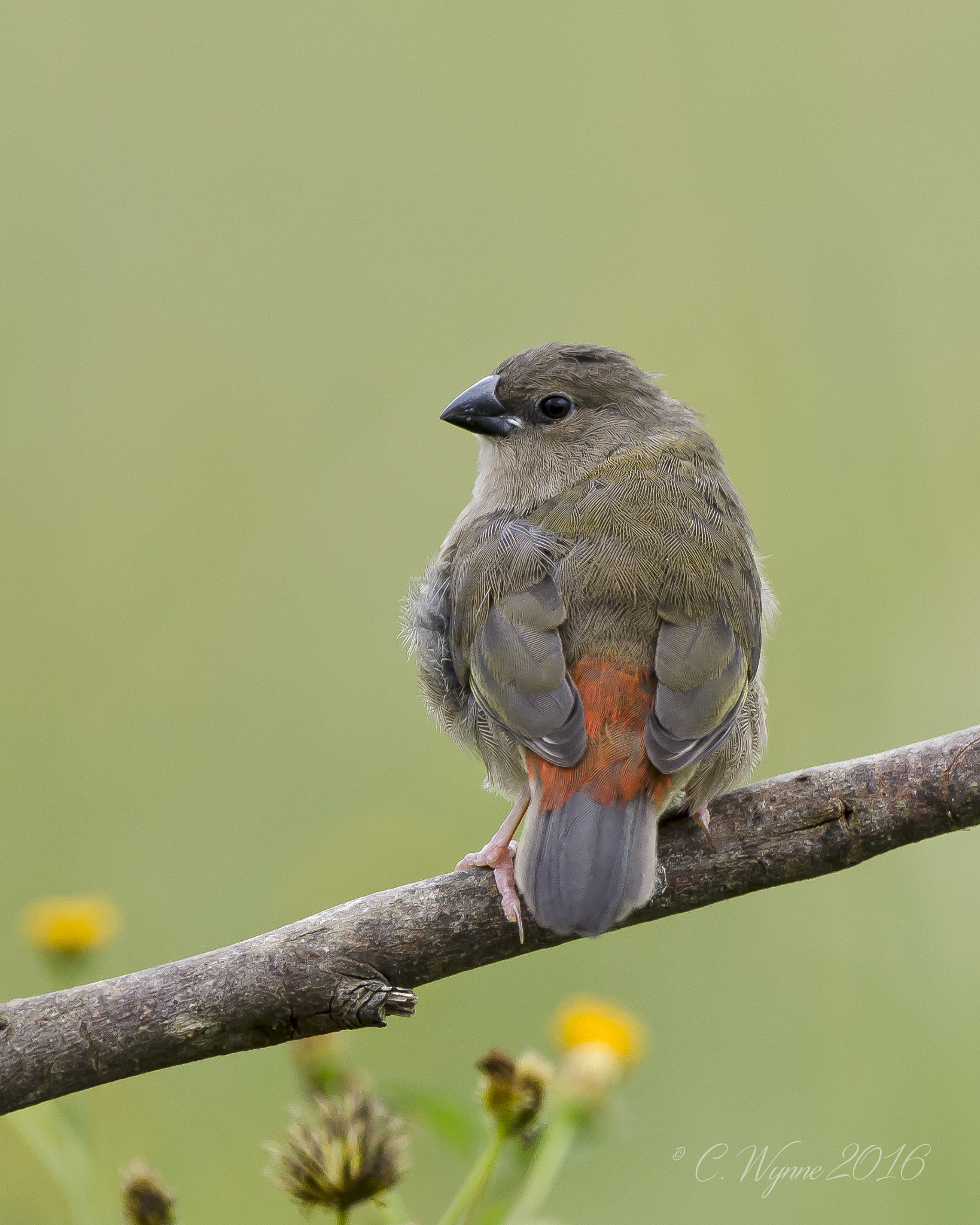 Nikon D7000 + Nikon AF-S Nikkor 500mm F4G ED VR sample photo. Red-browed finch (immature) photography