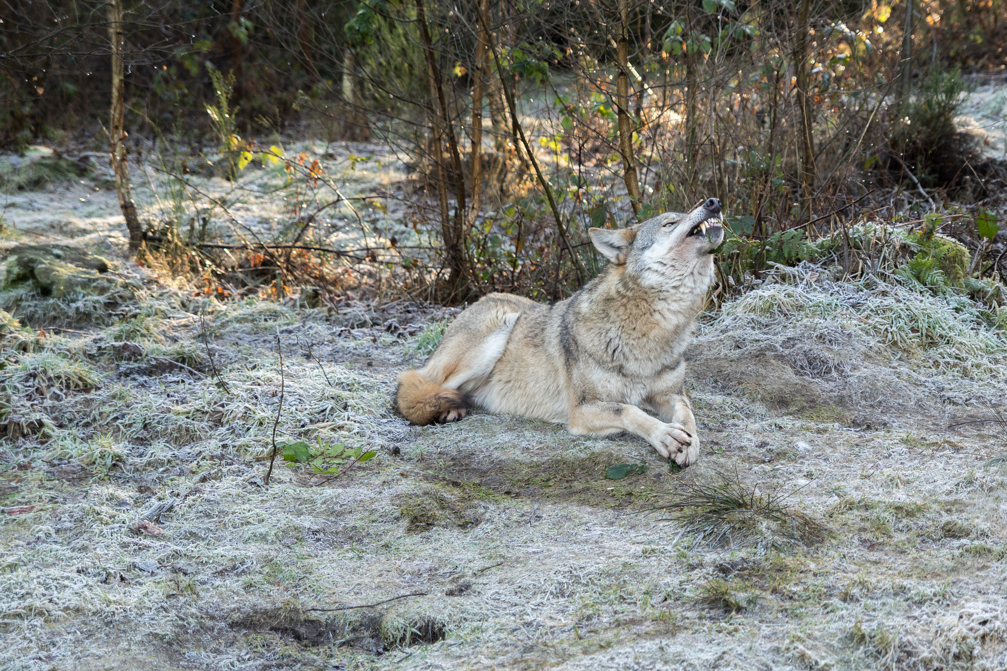 Sony SLT-A68 sample photo. Wolf photography