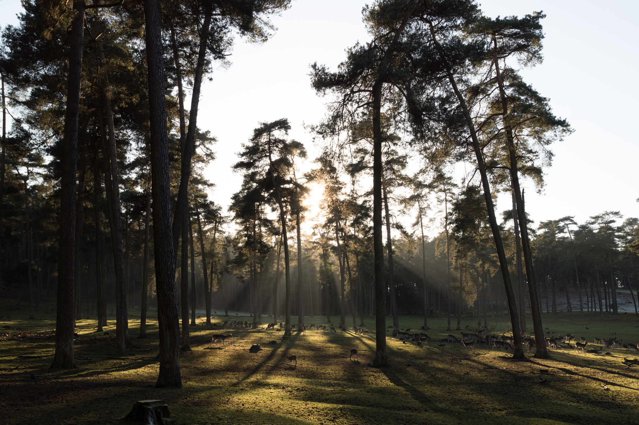 Sony SLT-A68 sample photo. Wald photography