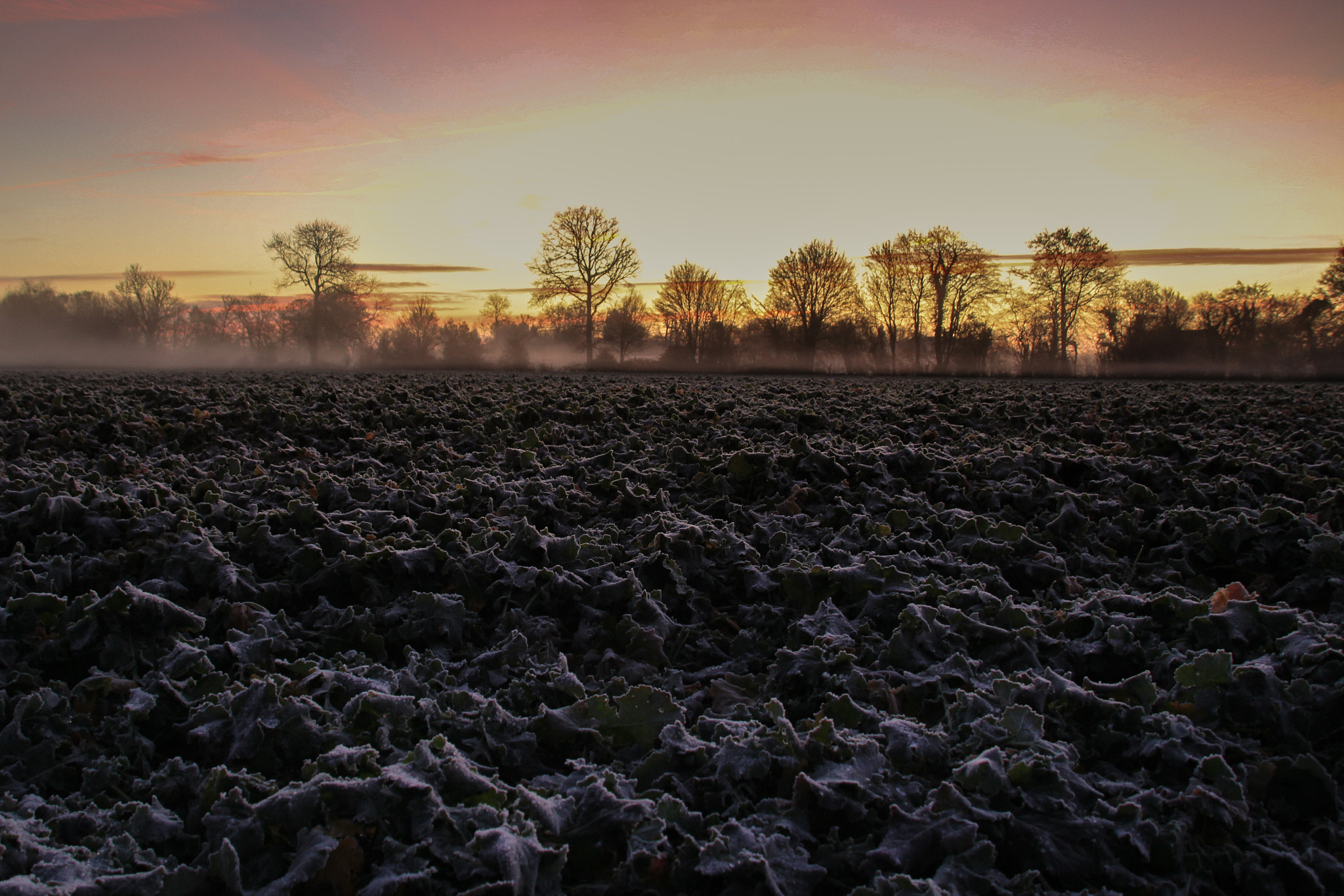 Canon EOS 100D (EOS Rebel SL1 / EOS Kiss X7) sample photo. Sunrise in the fog photography