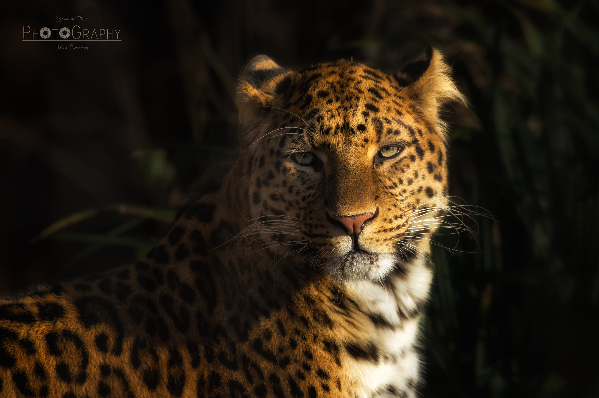 Pentax smc DA* 300mm F4.0 ED (IF) SDM sample photo. Feline beauty photography