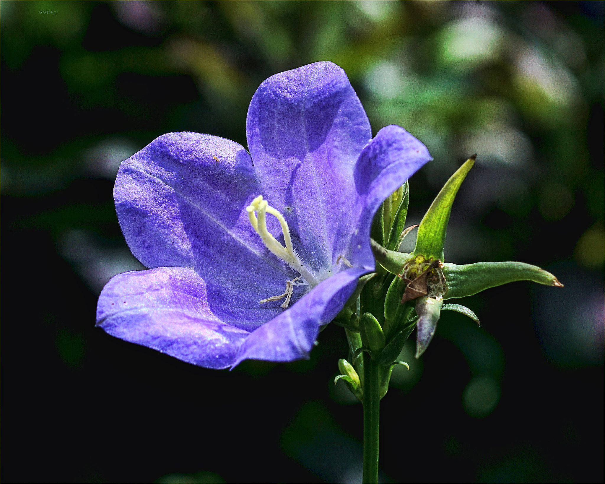 Sony ILCA-77M2 + Sony 100mm F2.8 Macro sample photo. Chimney bellflower photography