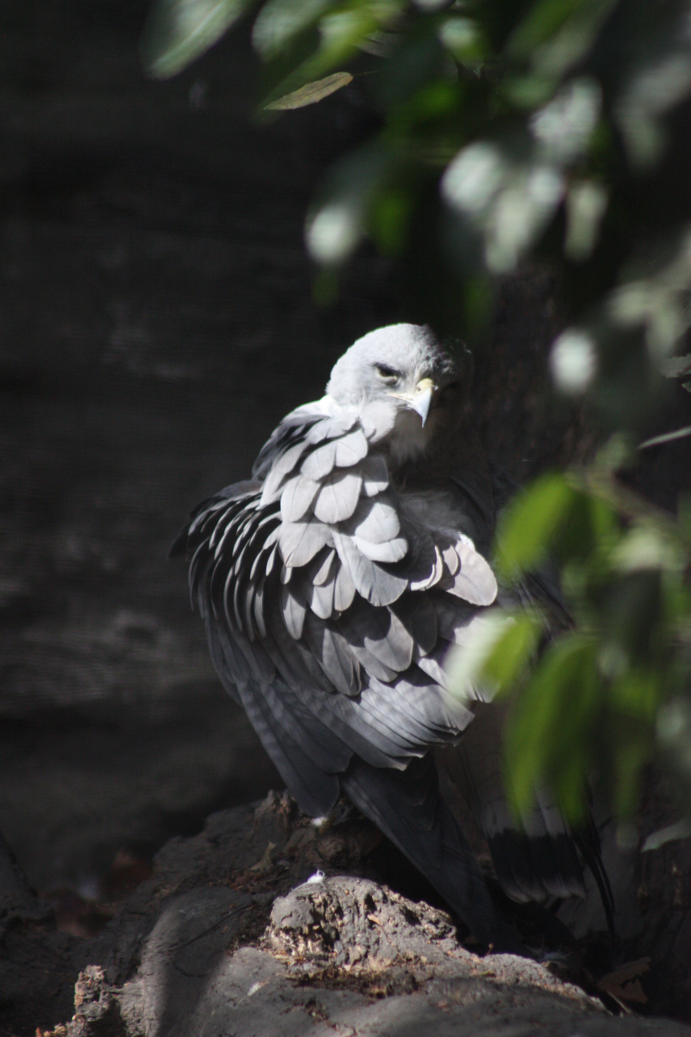 Canon EF 75-300mm f/4-5.6 USM sample photo. Pray photography