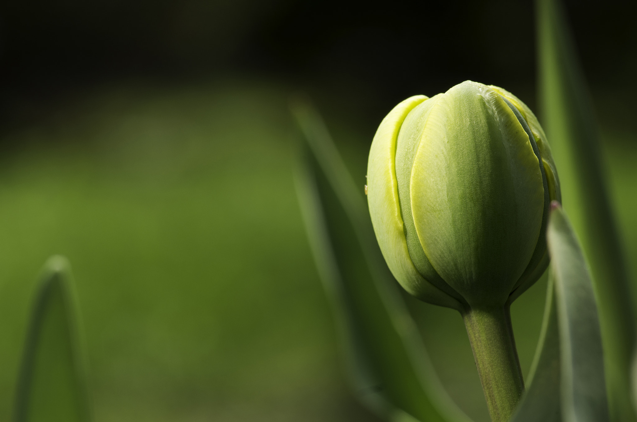 Pentax smc D-FA 100mm F2.8 macro sample photo. Tulip photography