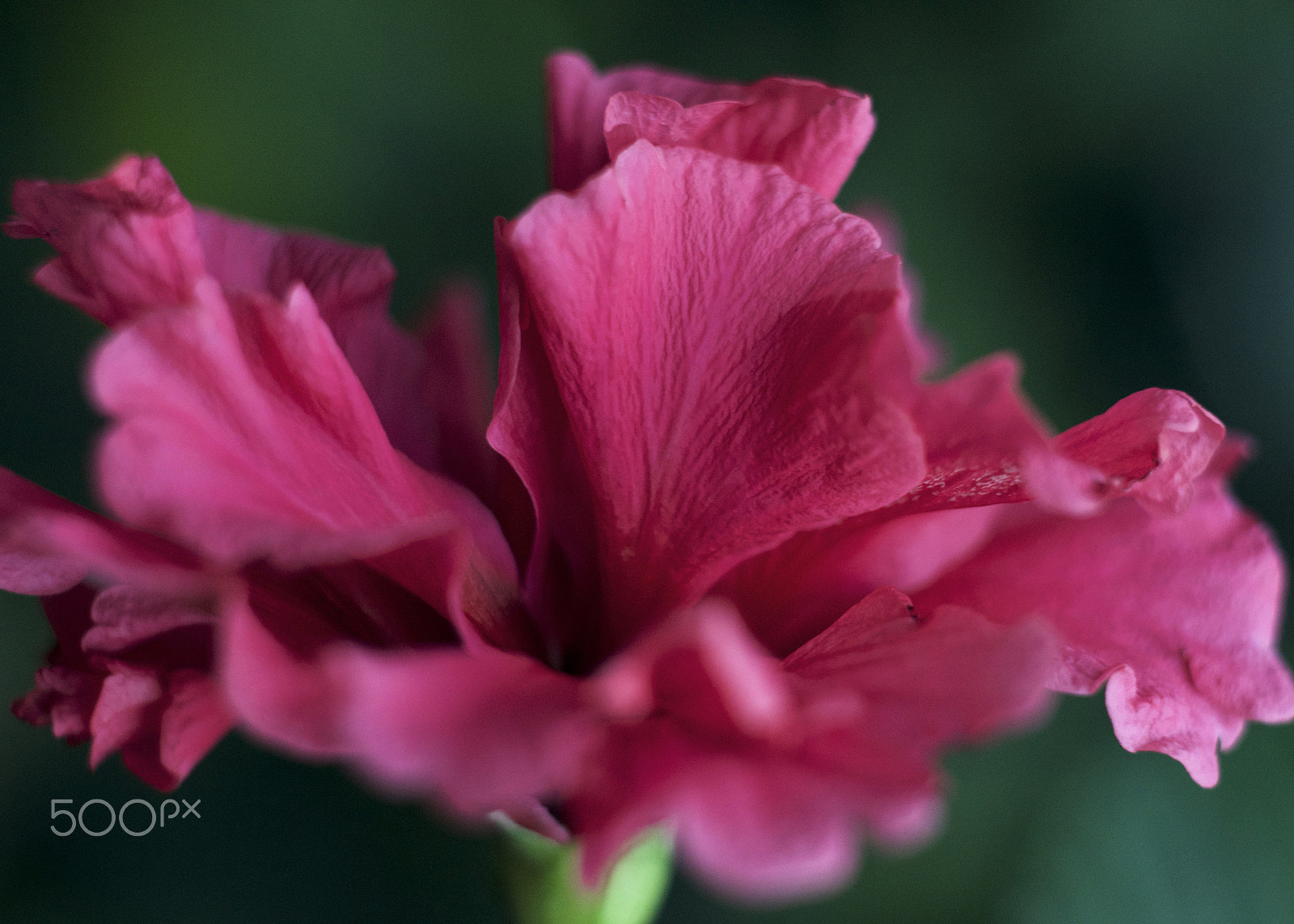 Nikon D610 sample photo. Flower photography