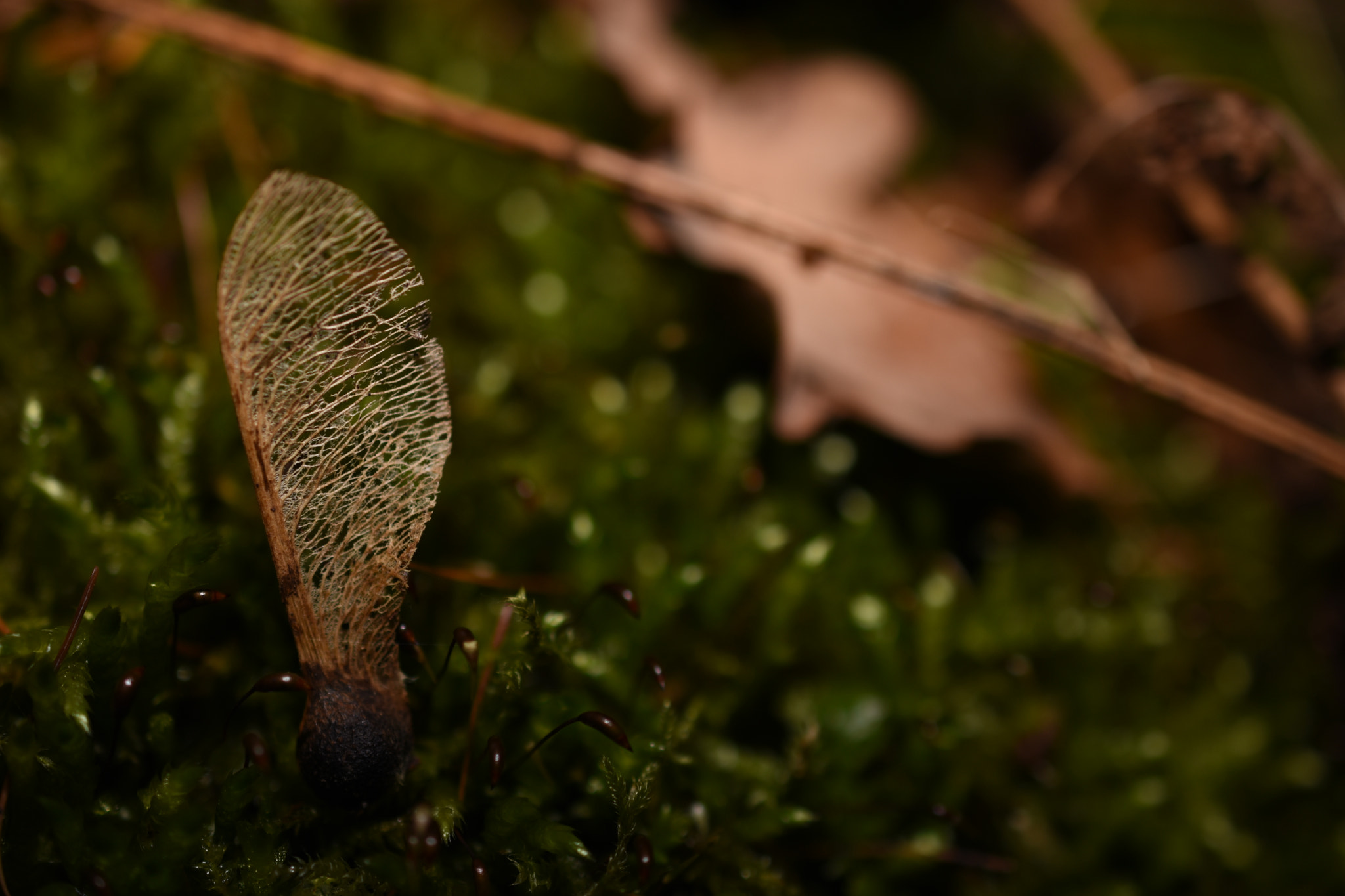 Nikon AF-S DX Micro Nikkor 40mm F2.8 sample photo. Death and life photography