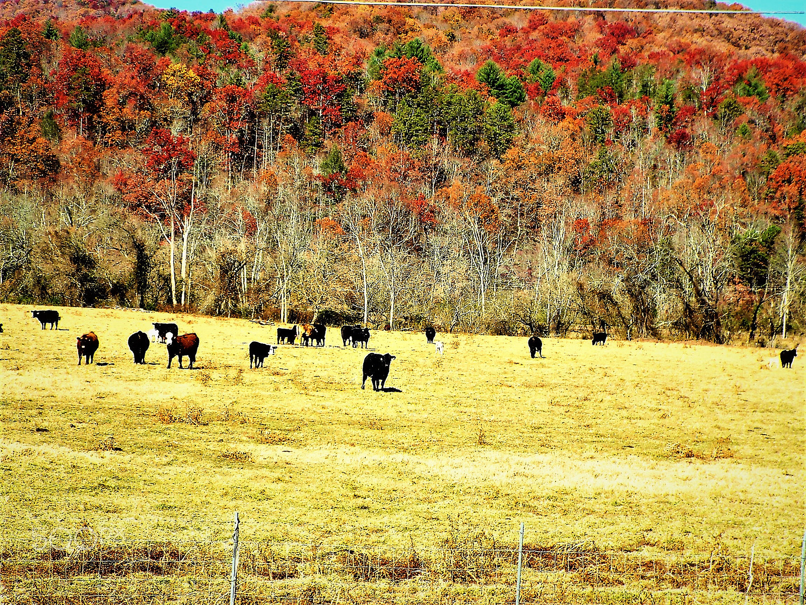 Fujifilm FinePix S9200 S9250 S9150 sample photo. The pasture photography