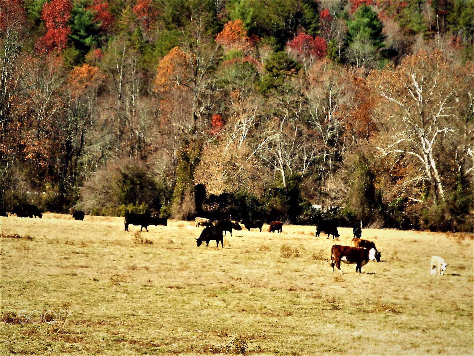 Fujifilm FinePix S9200 S9250 S9150 sample photo. The cows photography