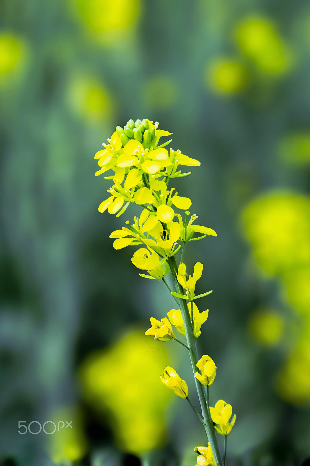 Canon EF-S 18-135mm F3.5-5.6 IS sample photo. Mustard flowers photography