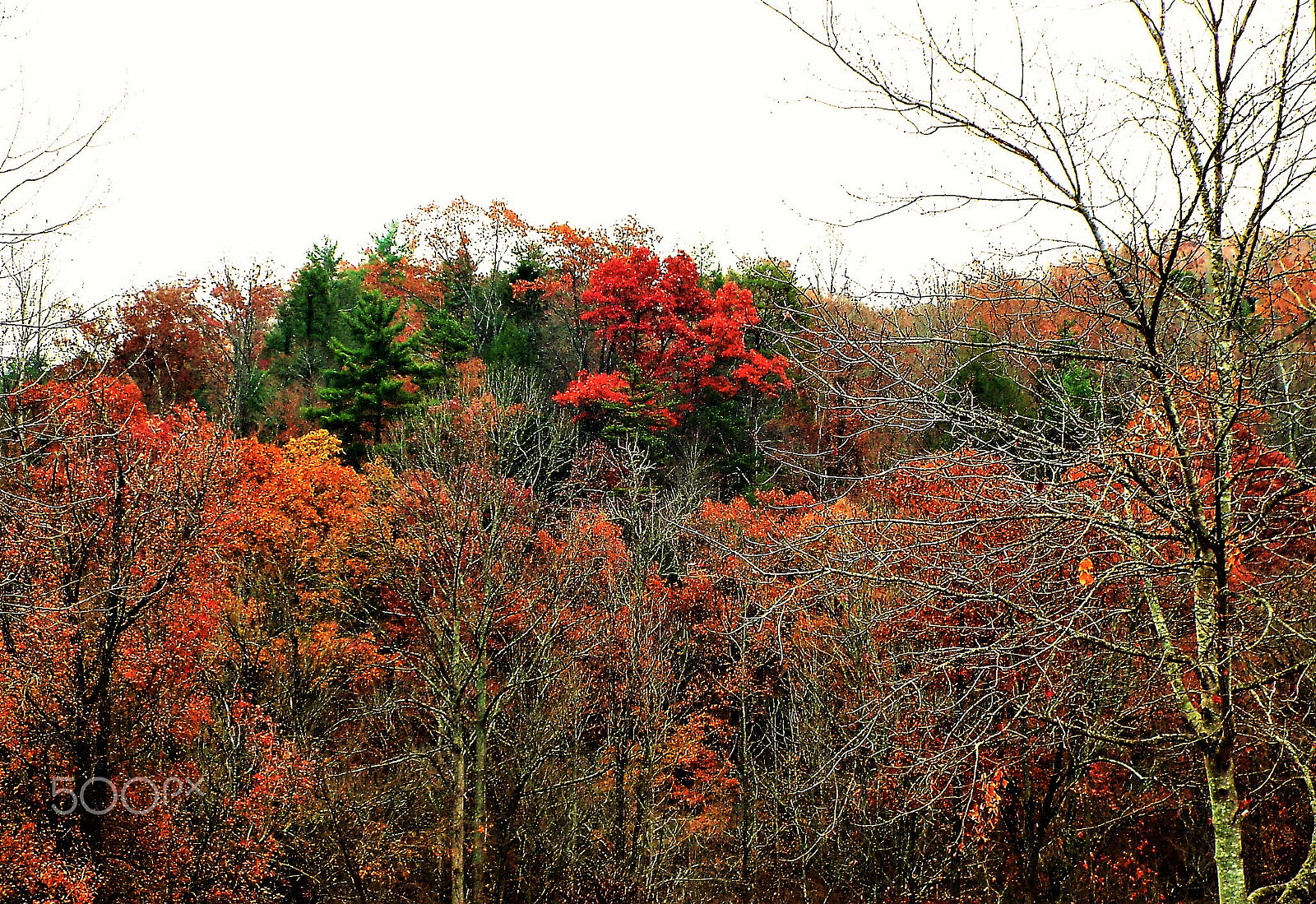 Fujifilm FinePix S9200 S9250 S9150 sample photo. Fall beauty photography