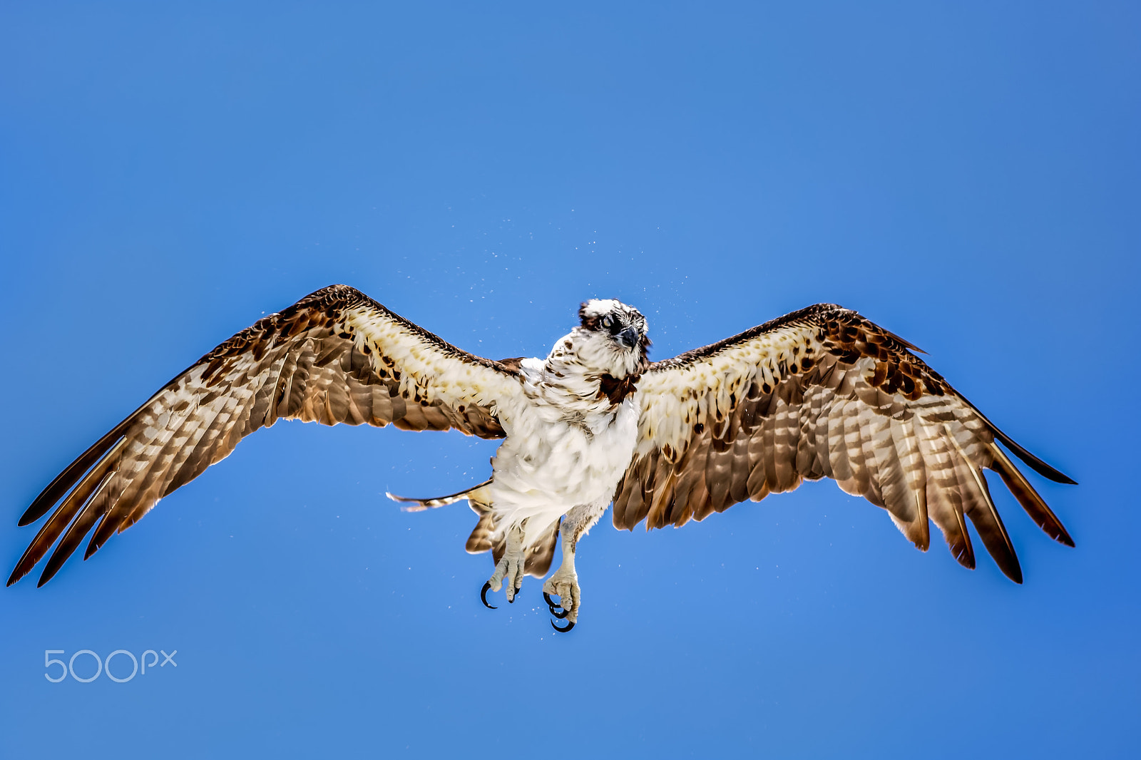 Canon EOS 5DS R + Canon EF 400mm F5.6L USM sample photo. Osprey photography