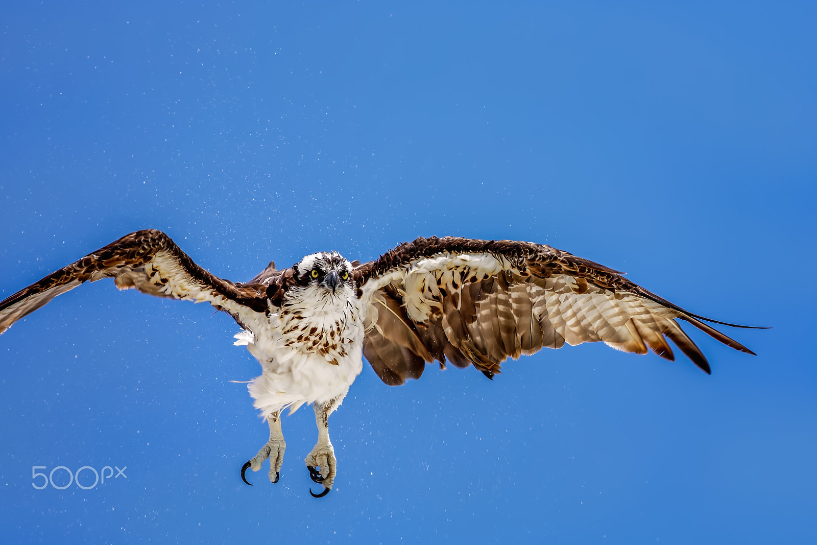 Canon EOS 5DS R + Canon EF 400mm F5.6L USM sample photo. Osprey photography