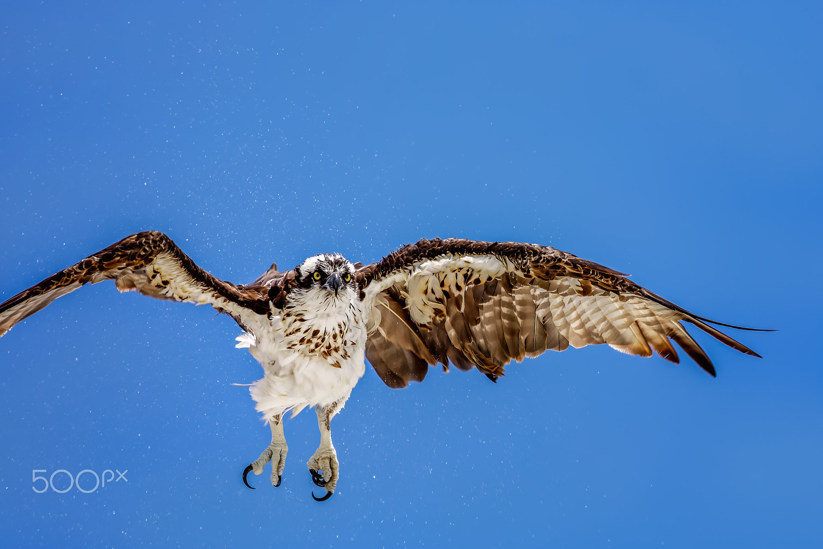 Canon EOS 5DS R + Canon EF 400mm F5.6L USM sample photo. Osprey photography