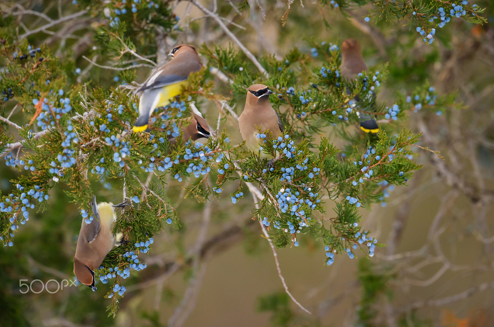 Nikon AF-S Nikkor 500mm F4E FL ED VR sample photo. Cedar waxwings and berries photography