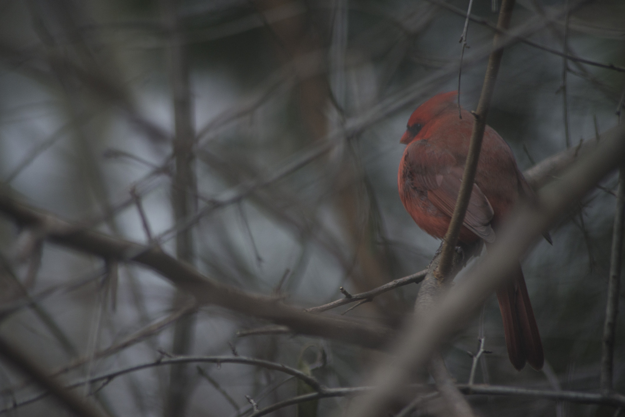 Nikon D800 sample photo. Brrrrd photography
