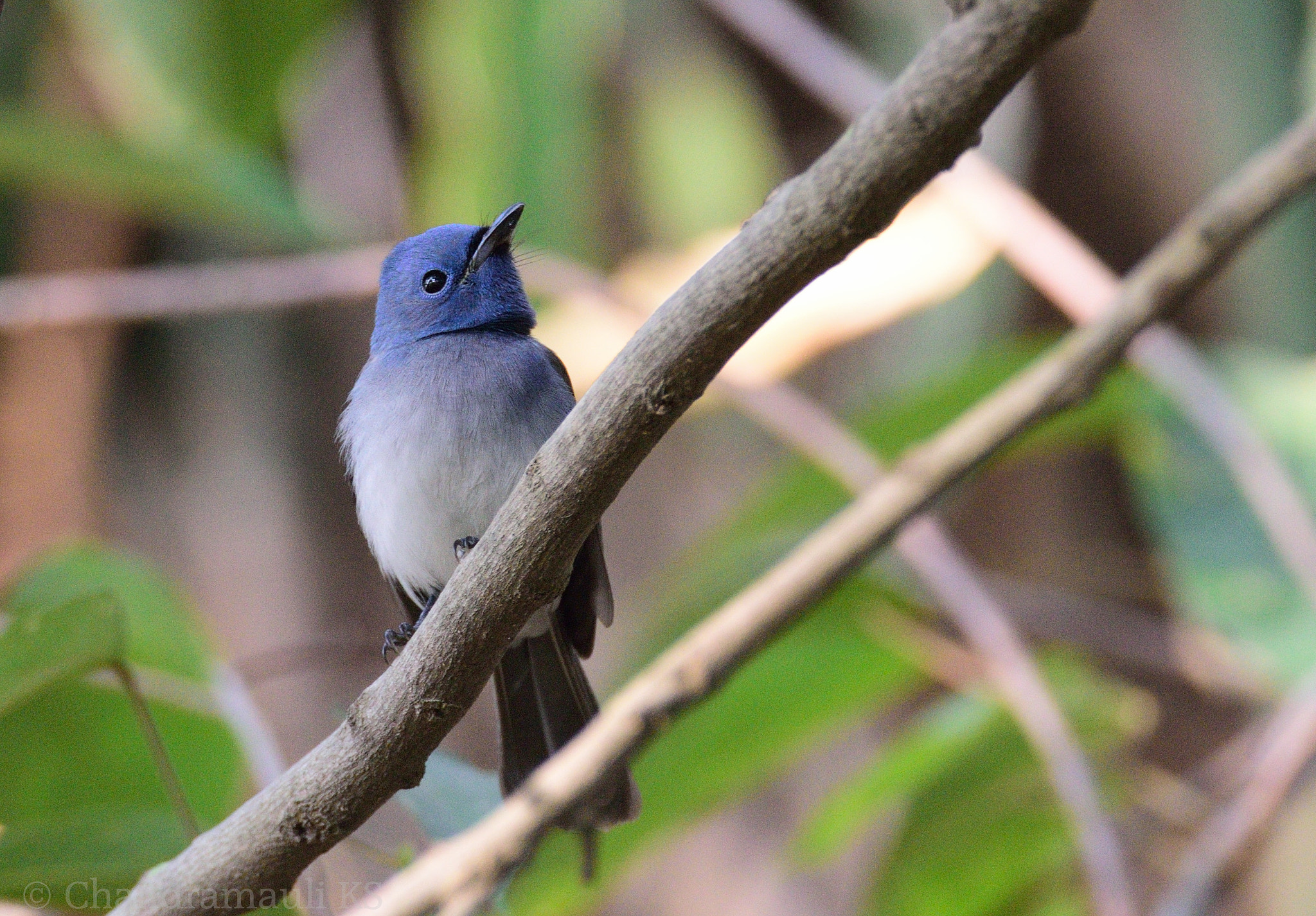 Nikon D810 + Sigma 105mm F2.8 EX DG Macro sample photo. Black naped monarch photography