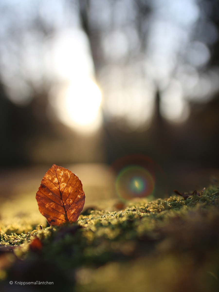 Canon EOS 700D (EOS Rebel T5i / EOS Kiss X7i) + Sigma 35mm F1.4 DG HSM Art sample photo. ... lensflare. photography