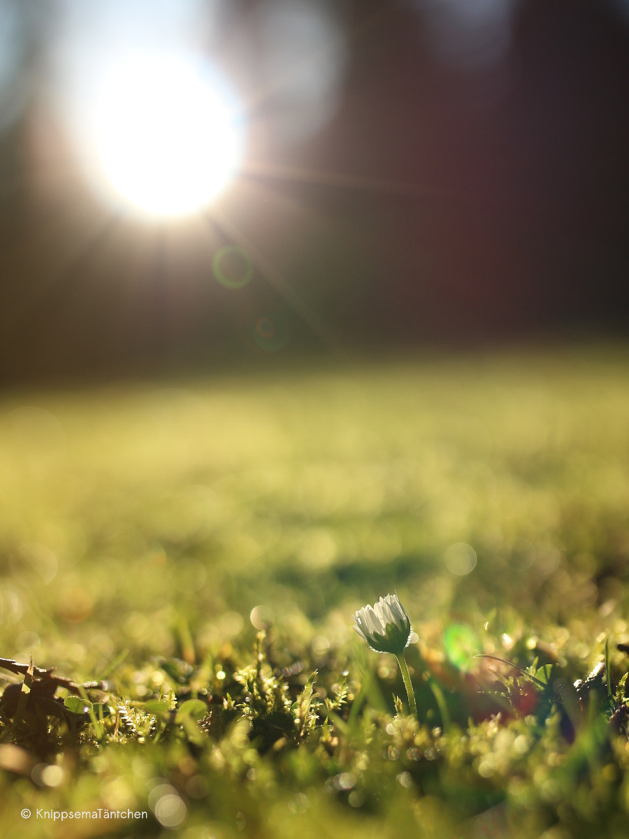 Canon EOS 700D (EOS Rebel T5i / EOS Kiss X7i) + Sigma 35mm F1.4 DG HSM Art sample photo. ... daisy. photography