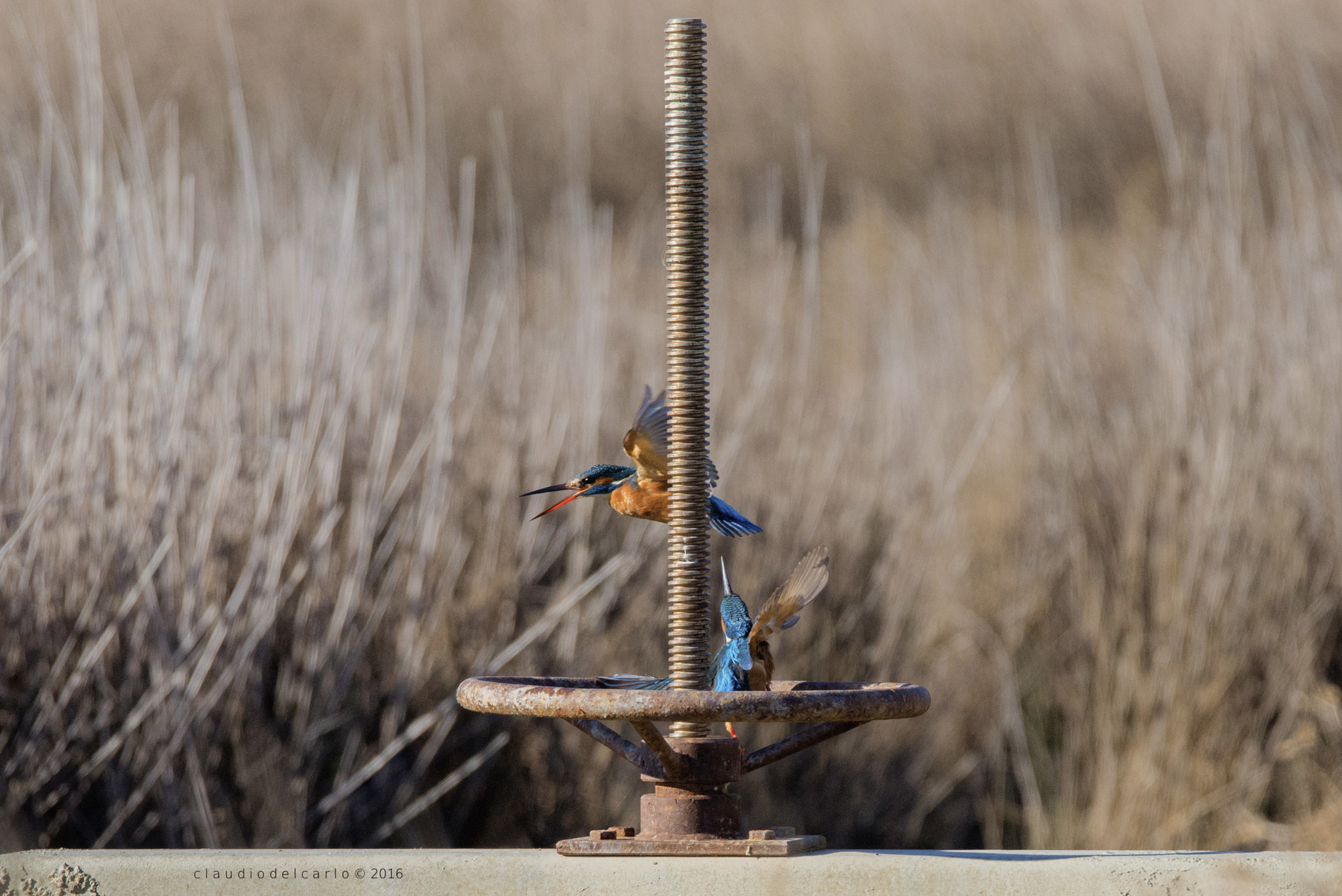 Sigma 150-600mm F5-6.3 DG OS HSM | S sample photo. Dsc photography