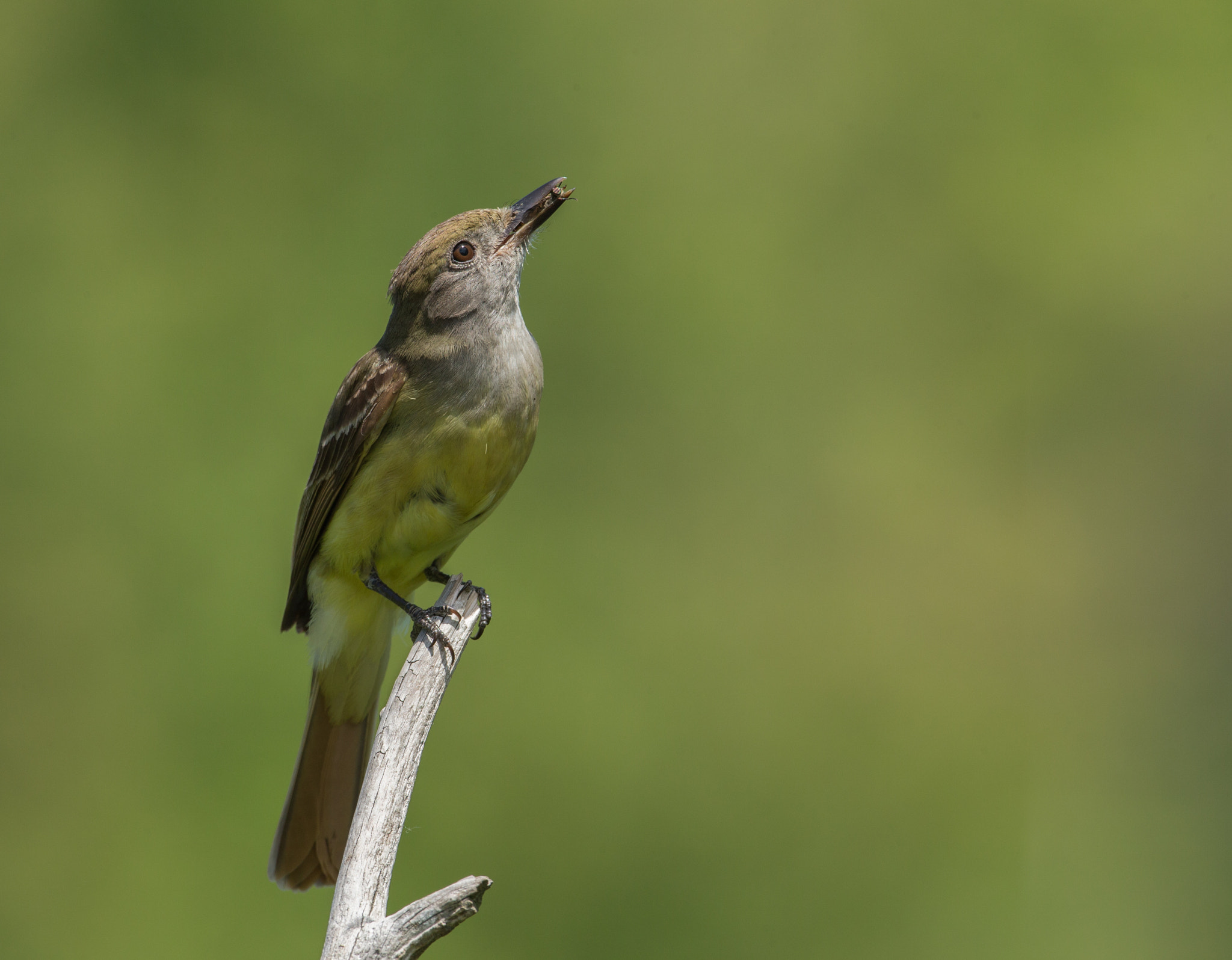 Canon EF 500mm F4L IS USM sample photo. Great crested flycatcher photography