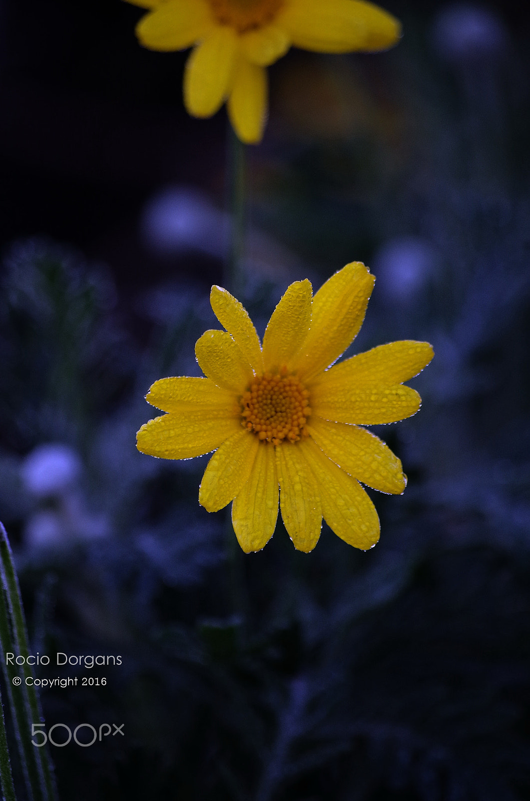 Pentax K-30 + smc PENTAX-DA L 50-200mm F4-5.6 ED sample photo. Imgp photography