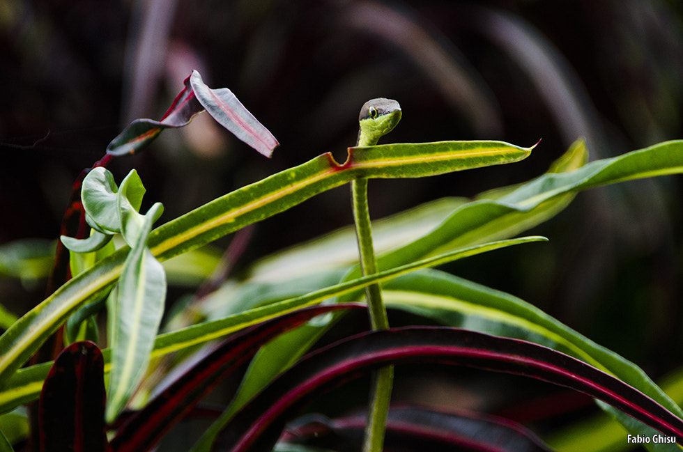 Nikon D5100 + Sigma 18-250mm F3.5-6.3 DC OS HSM sample photo. Vine snake photography